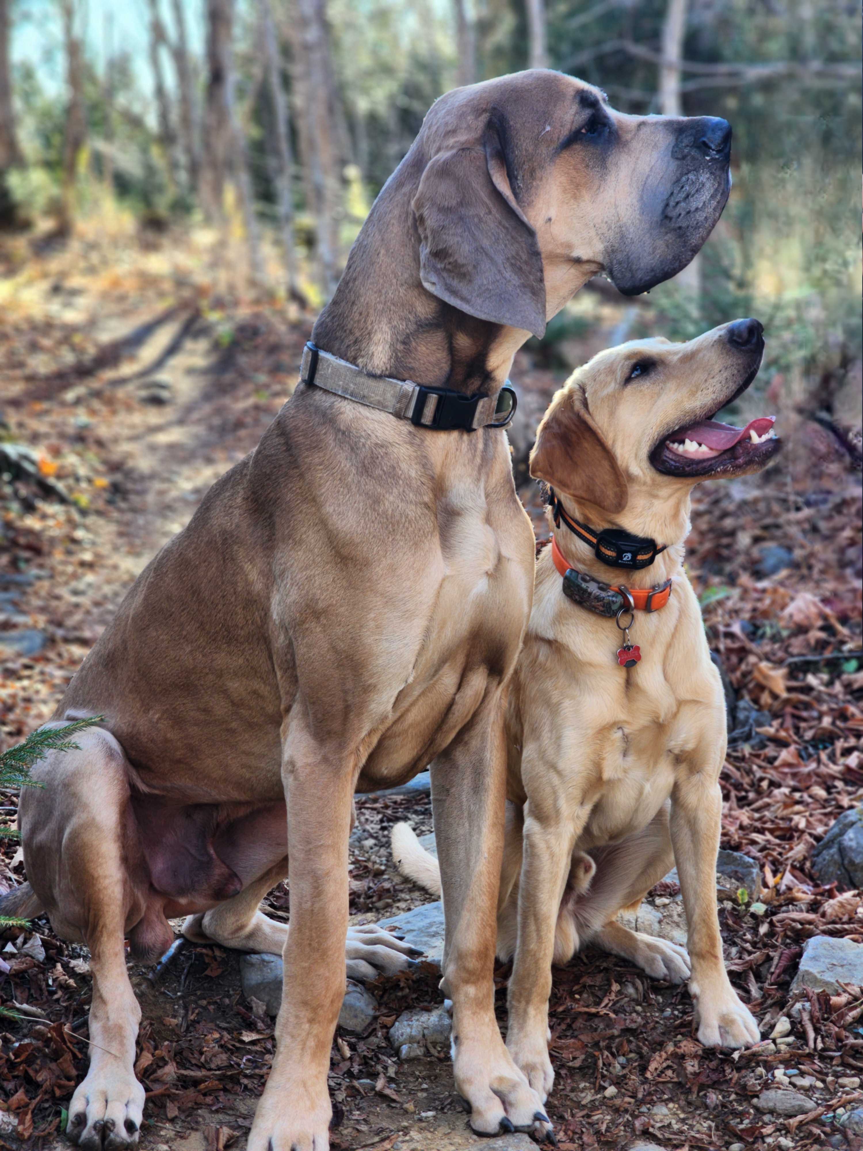 A birthday stroll for the birthday boys!
