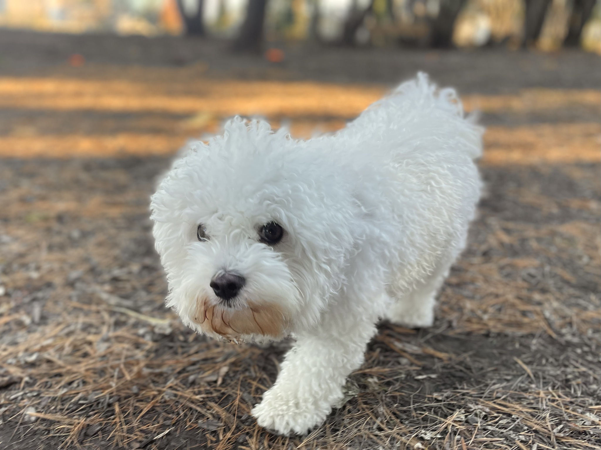 Meet Phyllo, the Fluffmaster Extraordinaire!