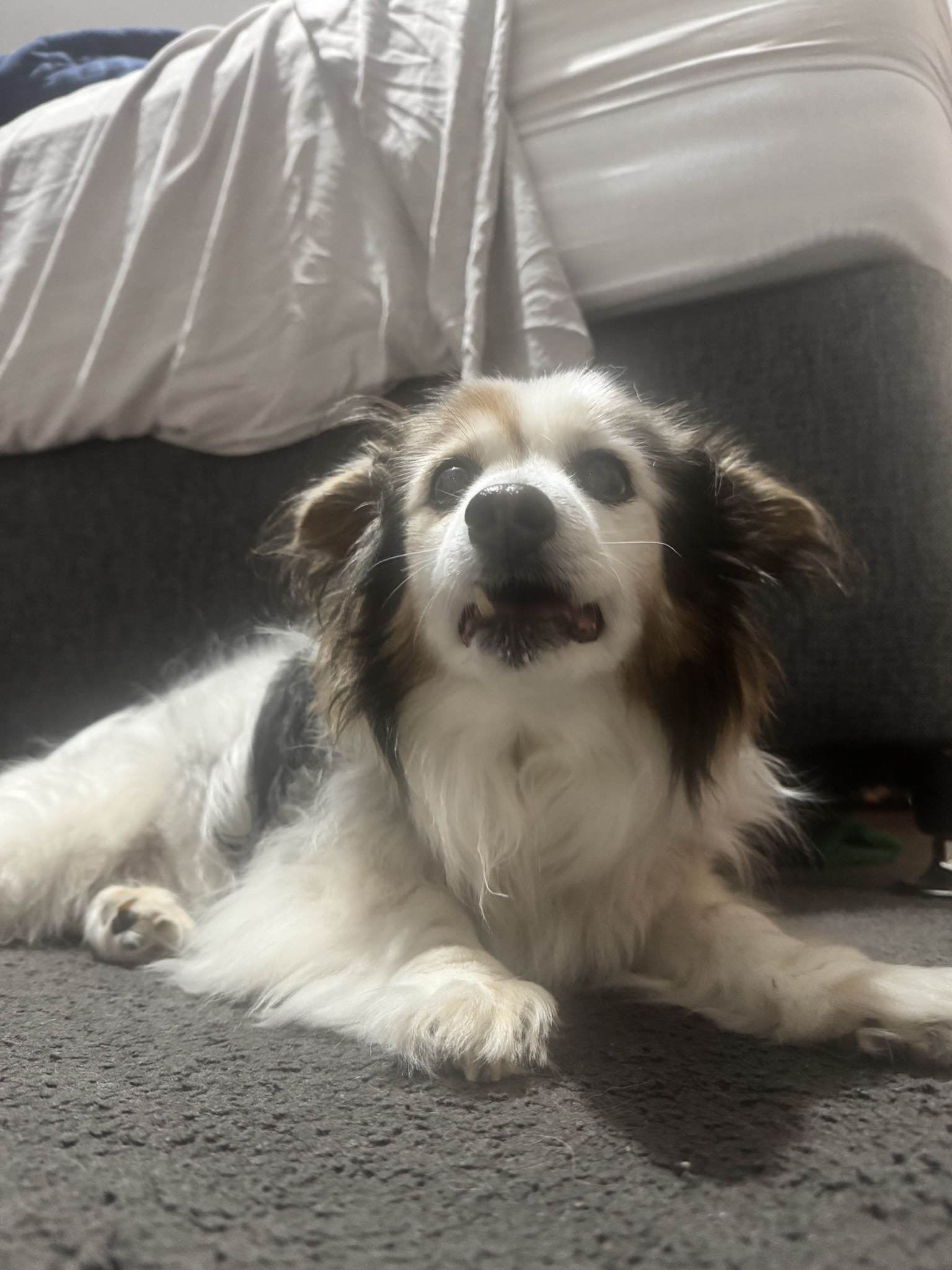 A Daily Snapshot of My Adorable Dog Panko