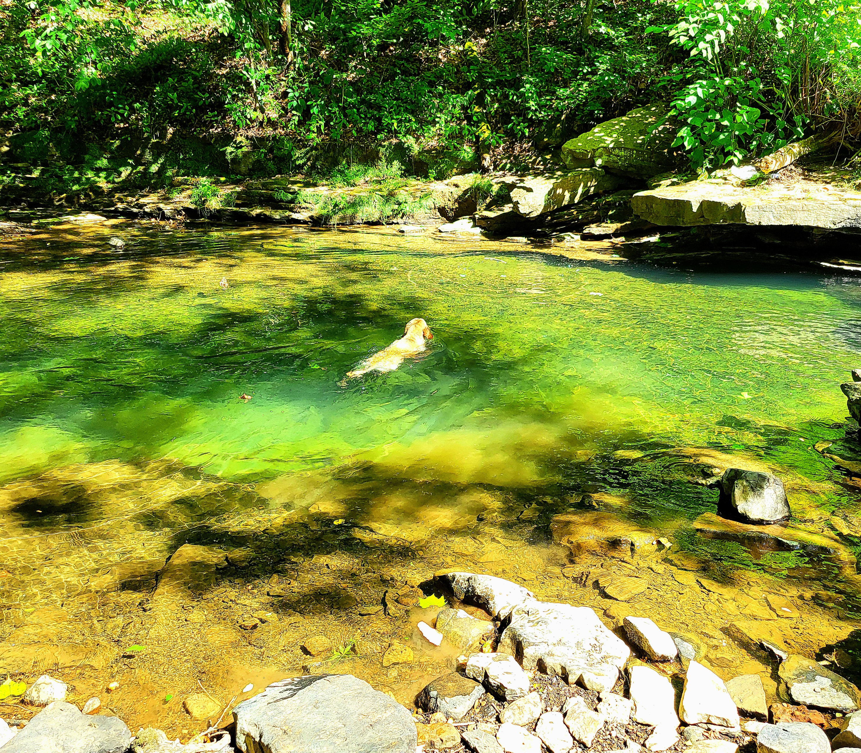 Discovering Our Secret Swimming Spot: Owsley's Happy Place