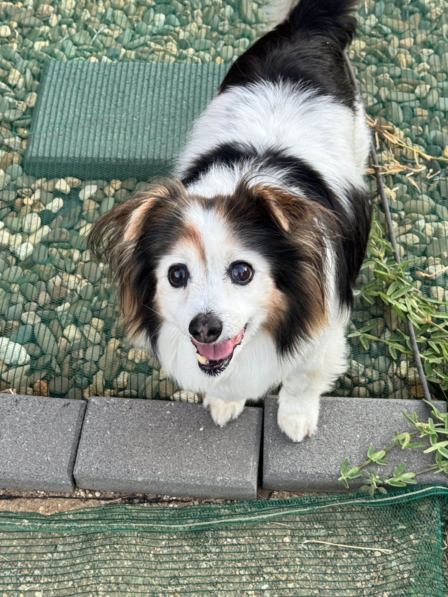 Daily Snapshot of My Adorable Dog Panko