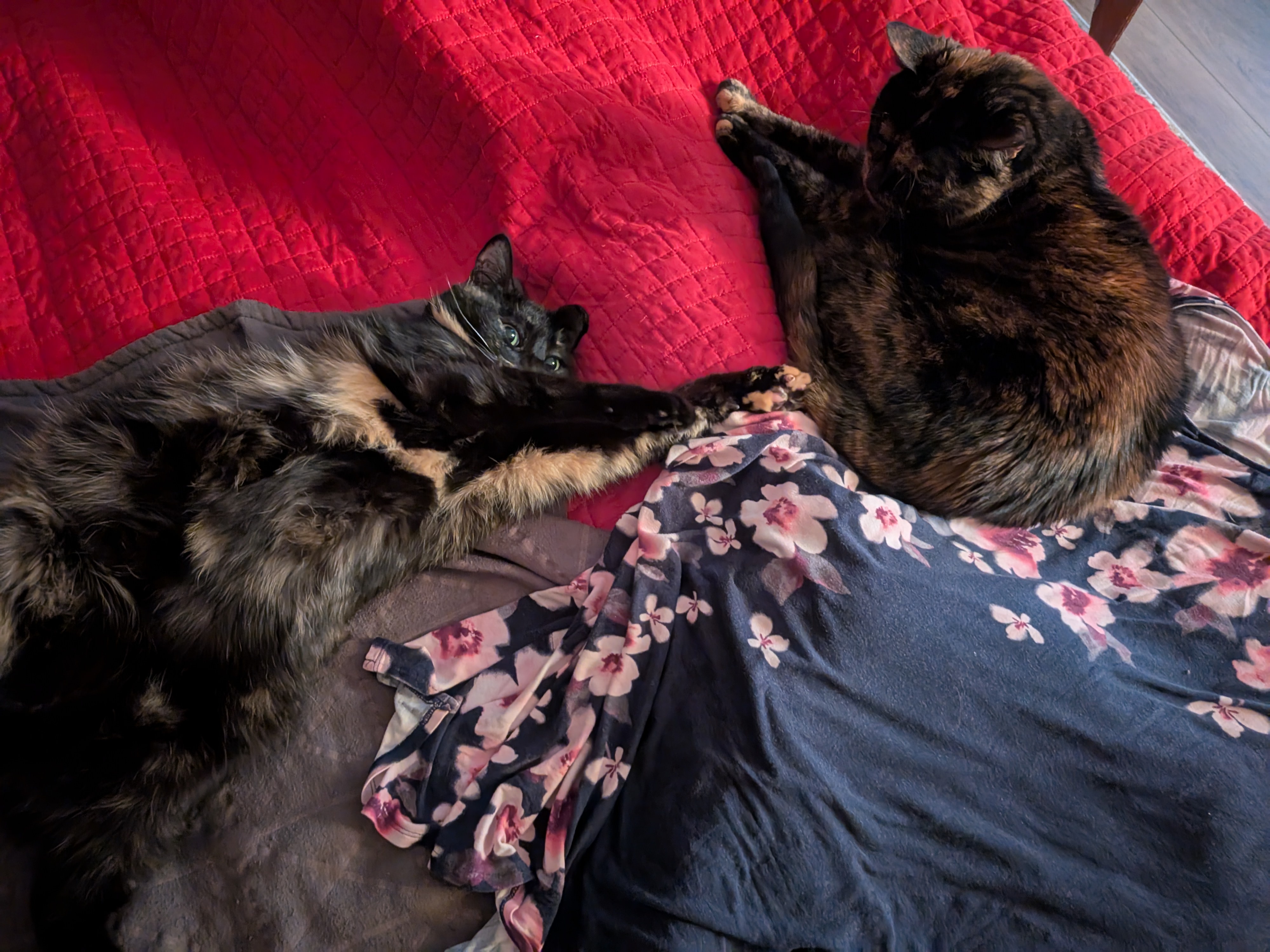 Smudge and Spaz: One Second Away from Chaos