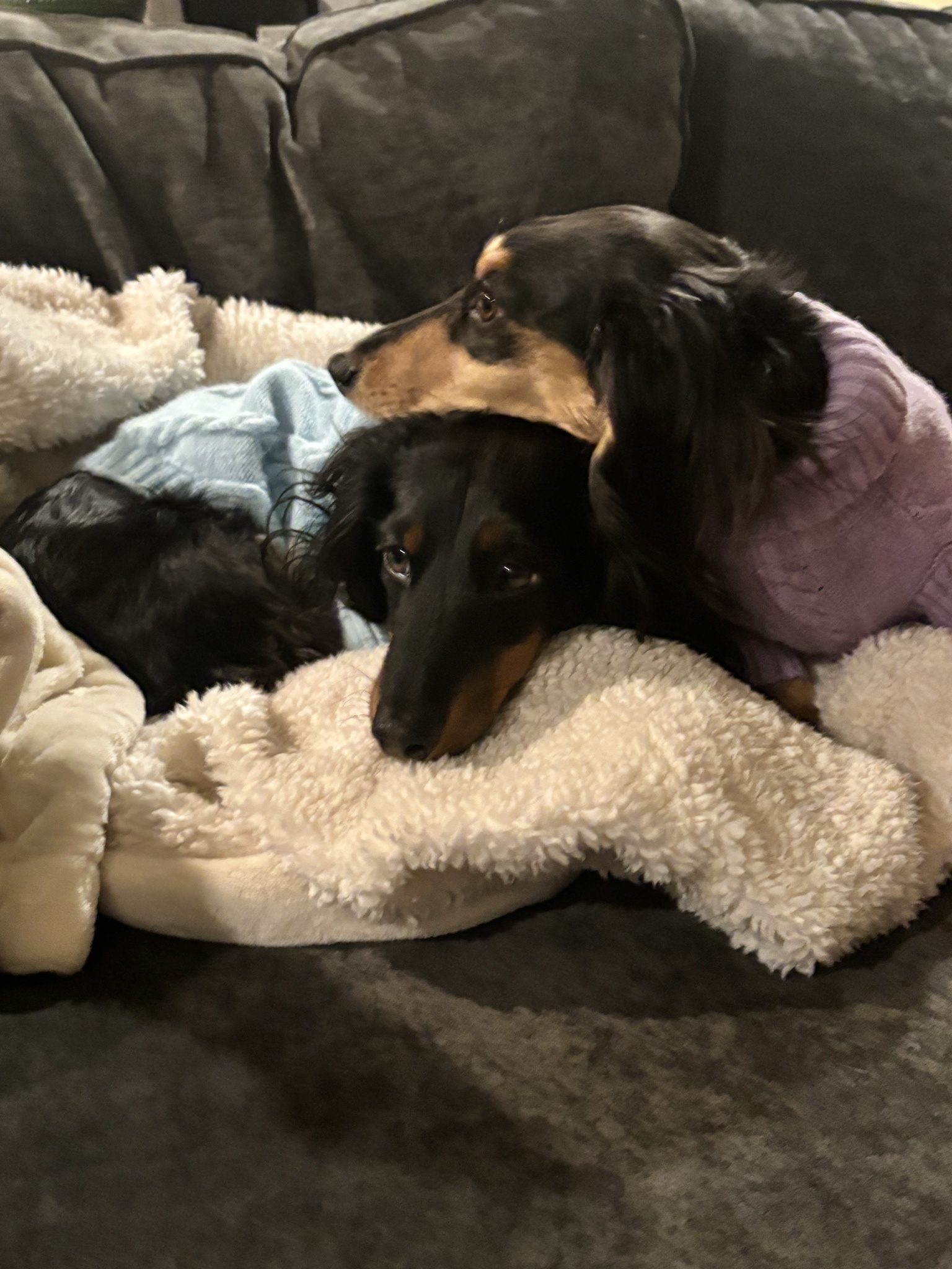 Meet Valkyrie and Beowulf: The Adorable Miniature Dachshunds
