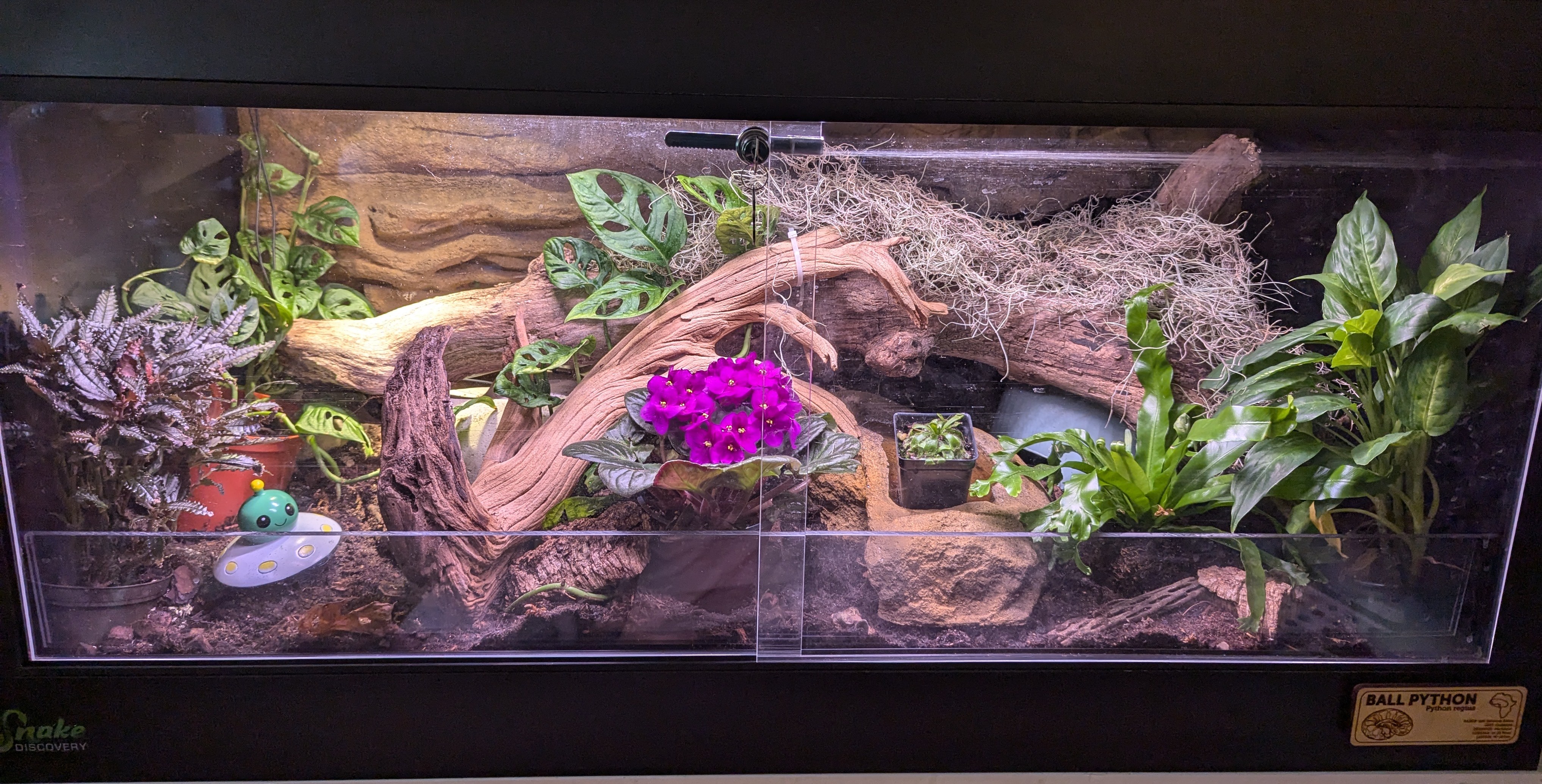 The perfect setup for a ball python.