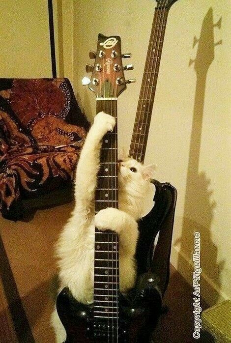 Jamming Out with My Favorite Tunes