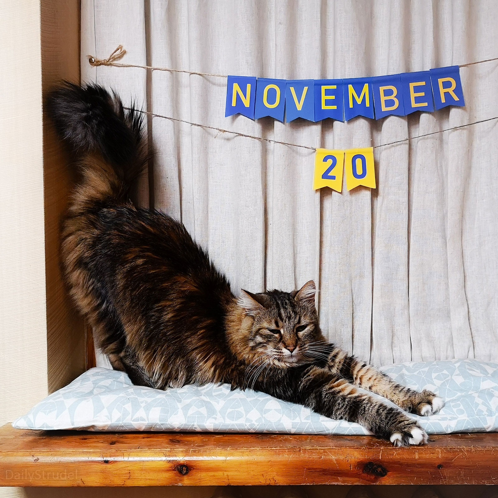 Mark Your Calendars: November 20