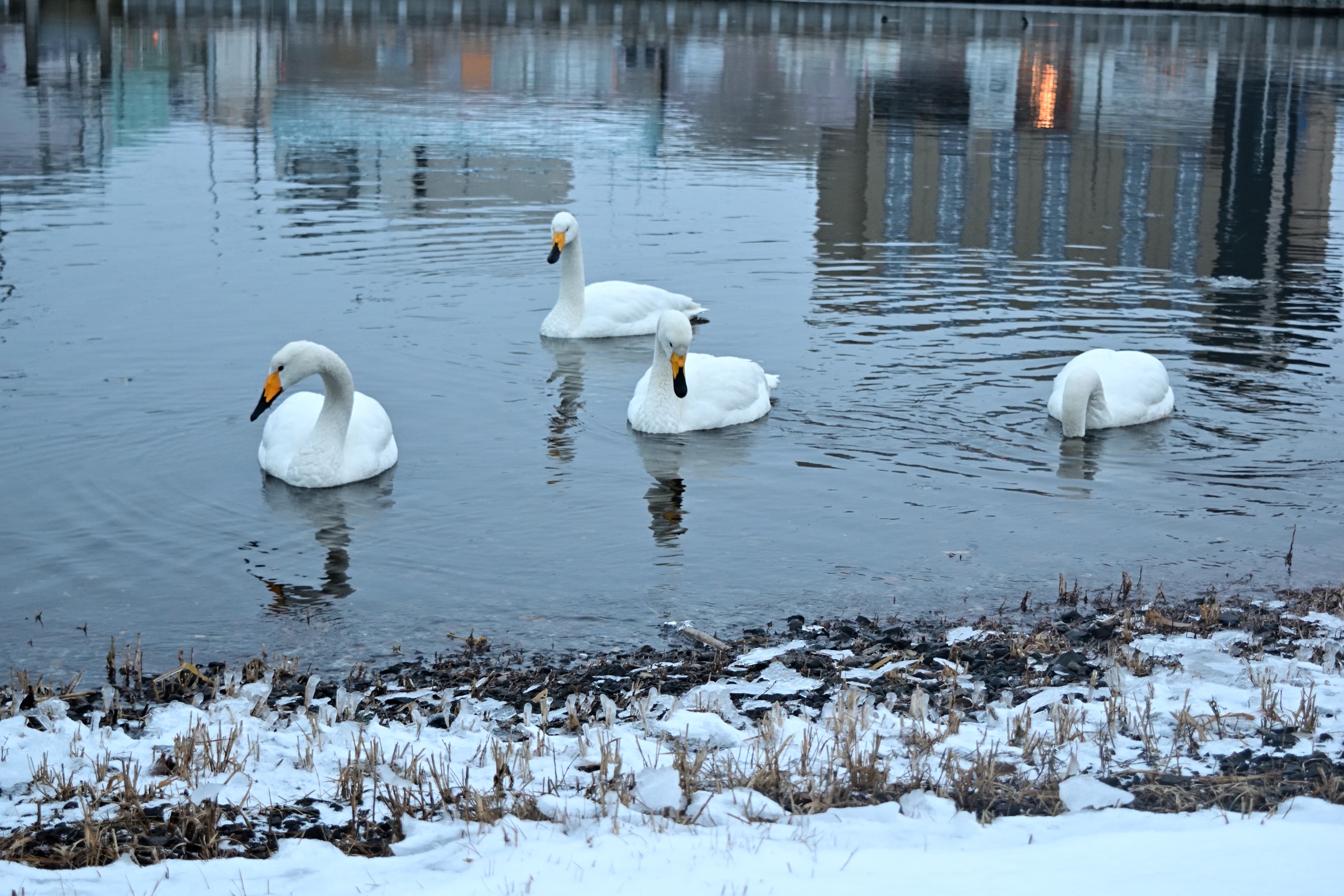 A Quartet of Graceful Swans