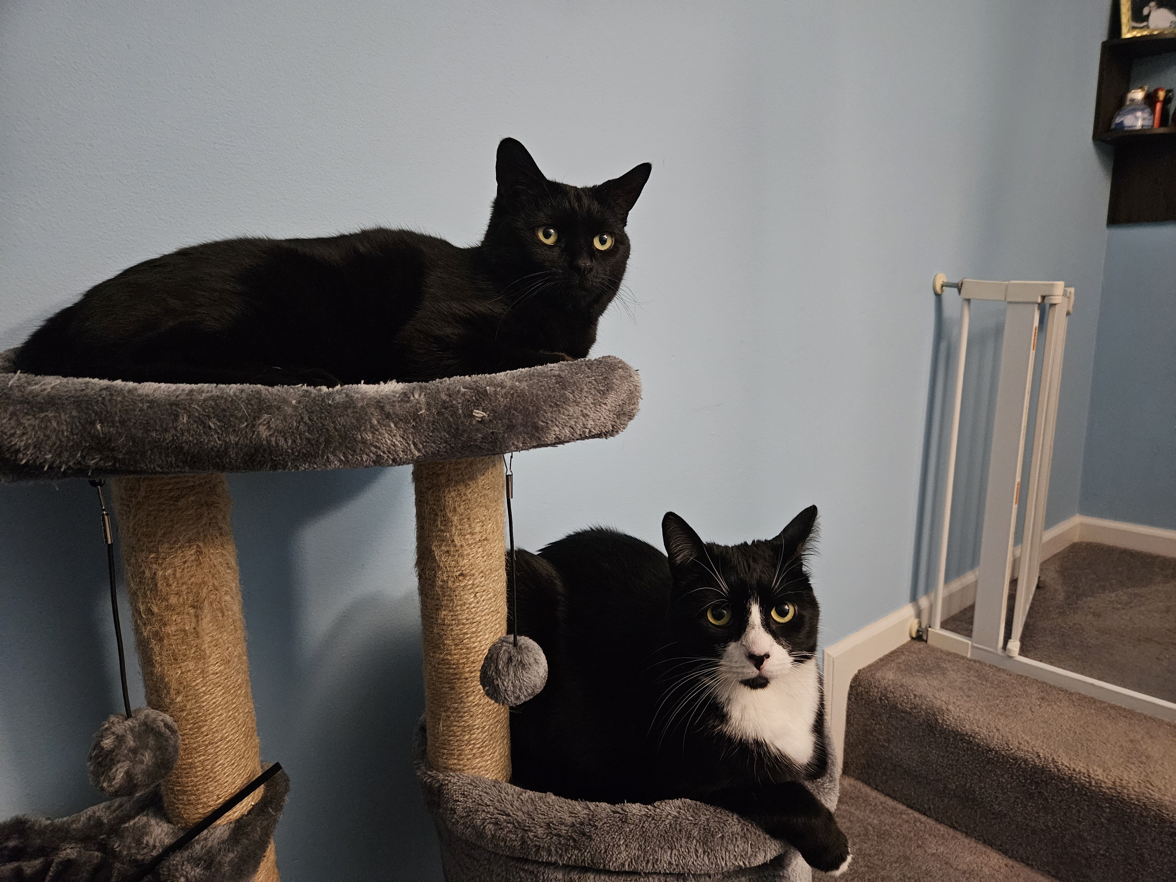 Adorable Kitty Cats: The Purrfect Companions