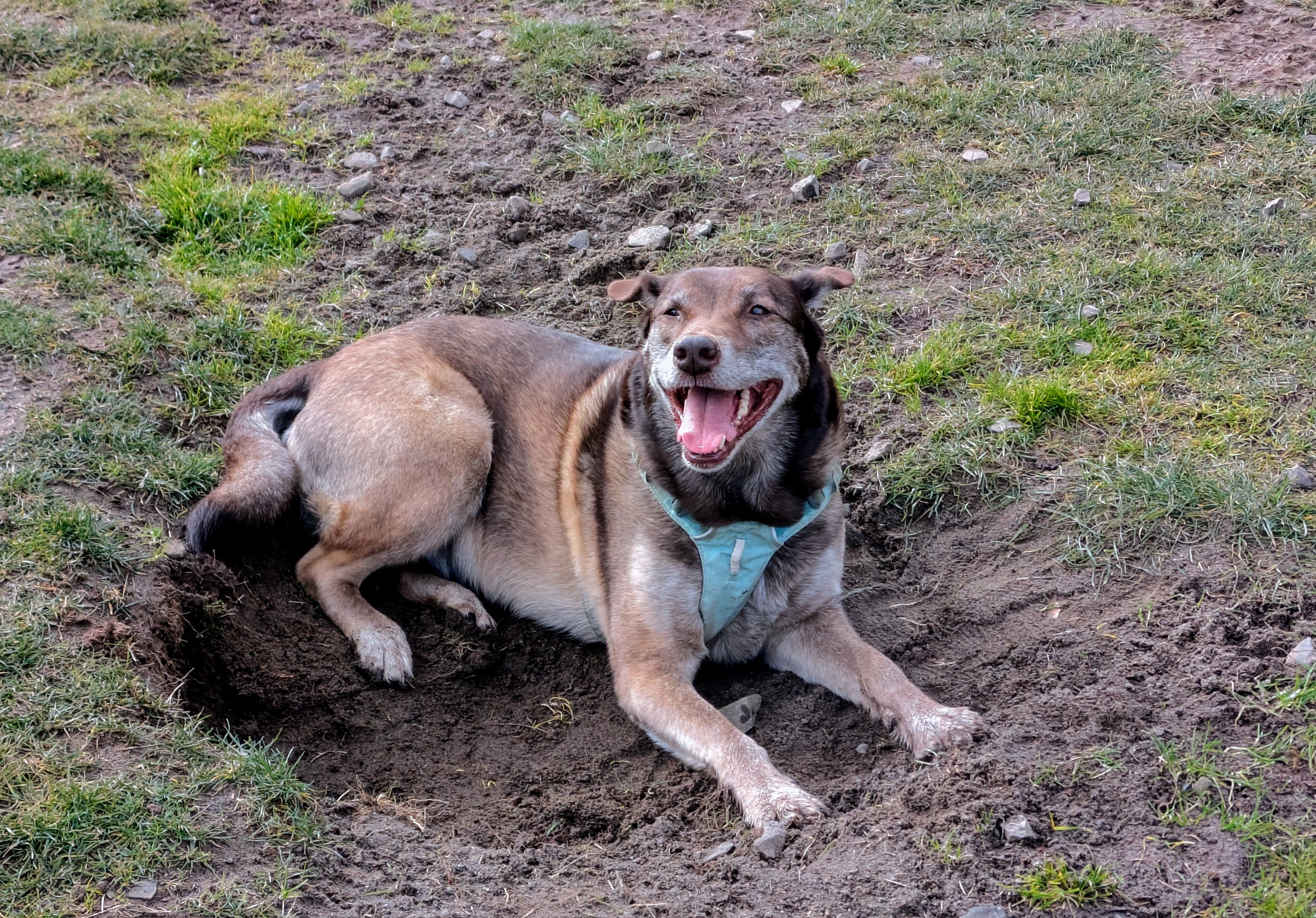 Joyful Moments at the Park: The Happy Hole Digger