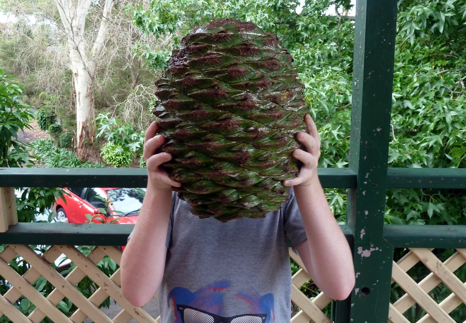 The Unique Beauty of Araucaria Pinecones