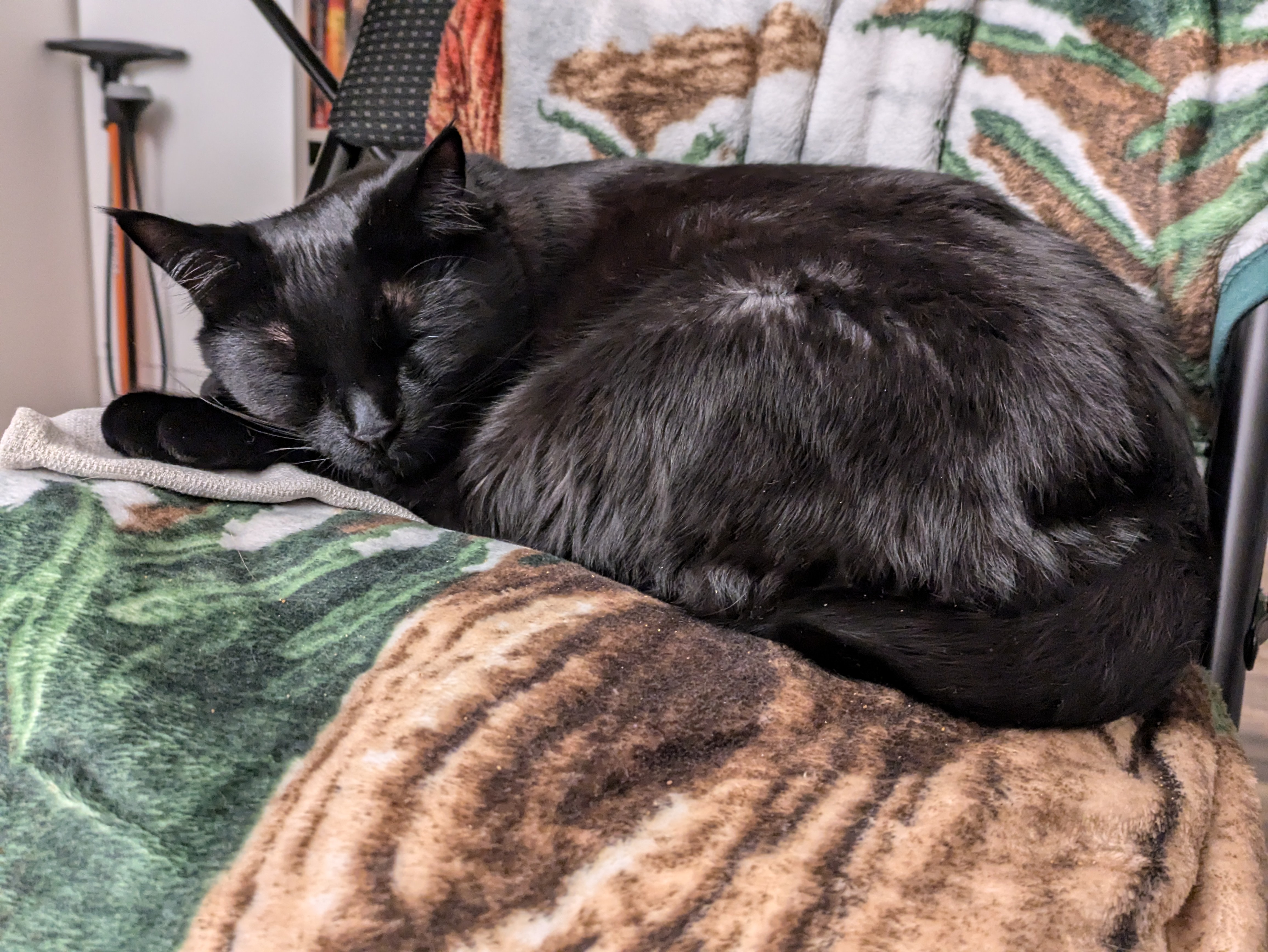 Theo Perfectly Napping in the Cutest Pose