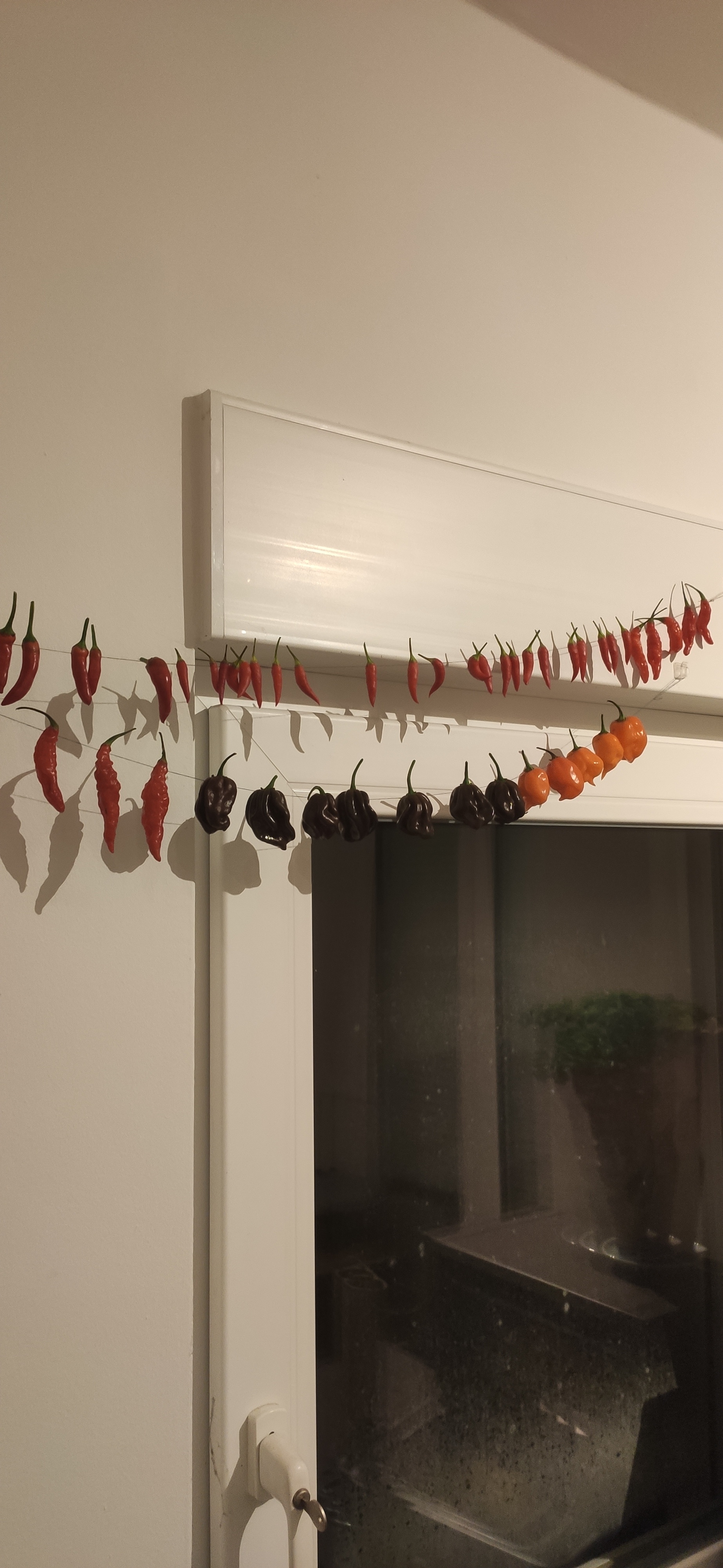 My passion: Cultivating mouthwatering chili peppers