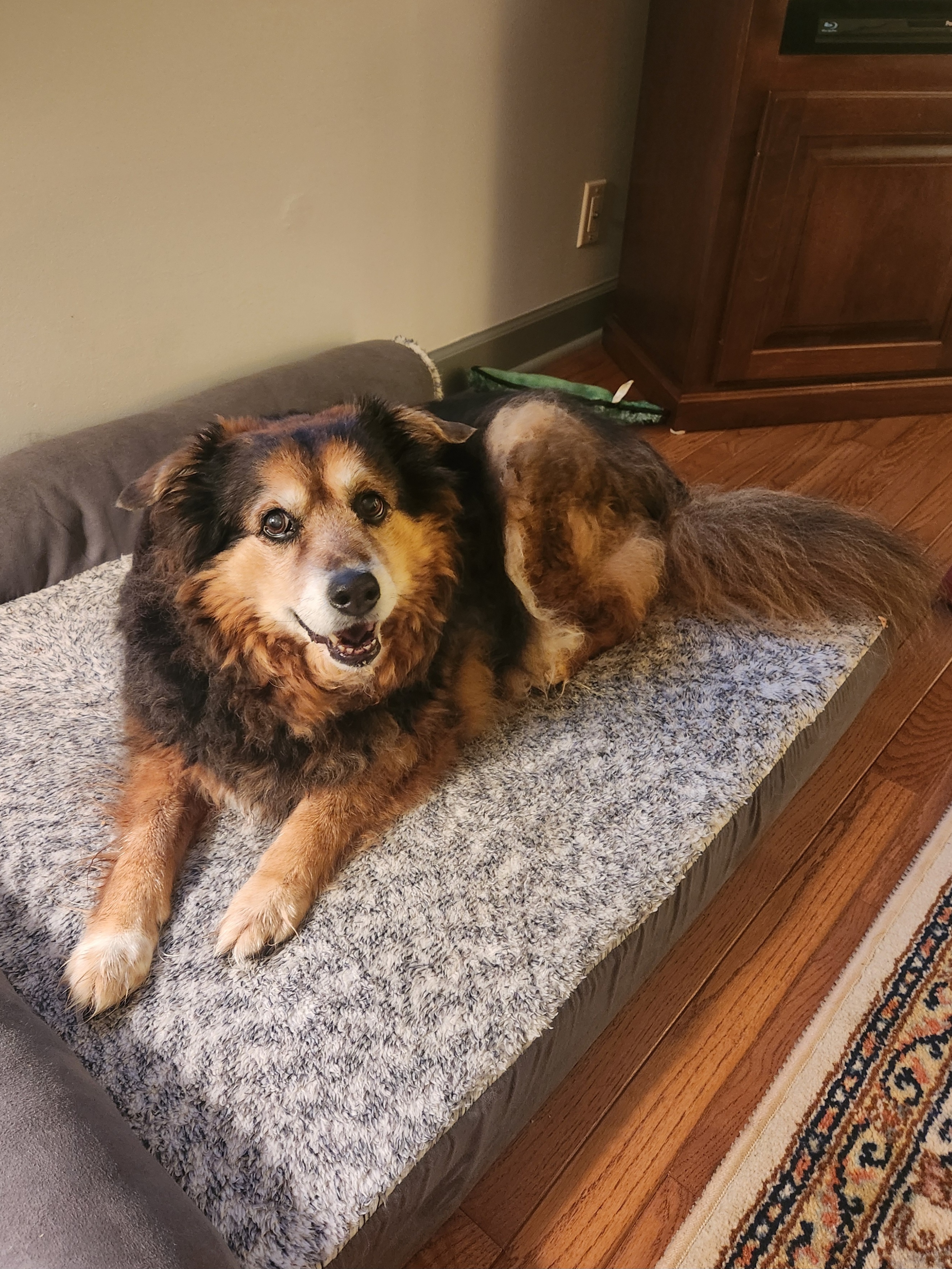 Peanut the Dog's Daily Adventures - Day 1544
