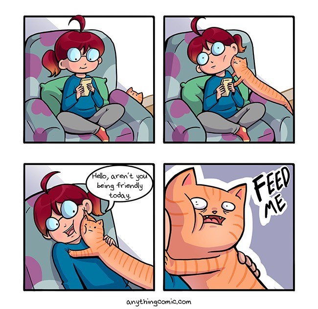 Understanding Cat Communication