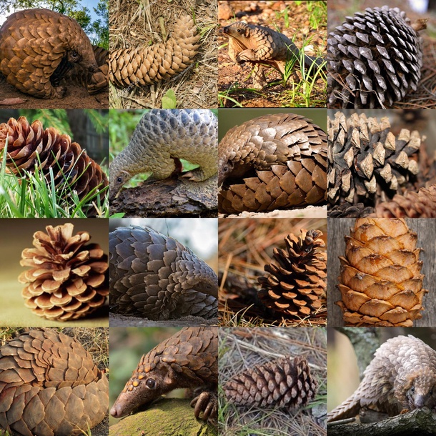 Is it a pine cone or a pangolin? You decide!