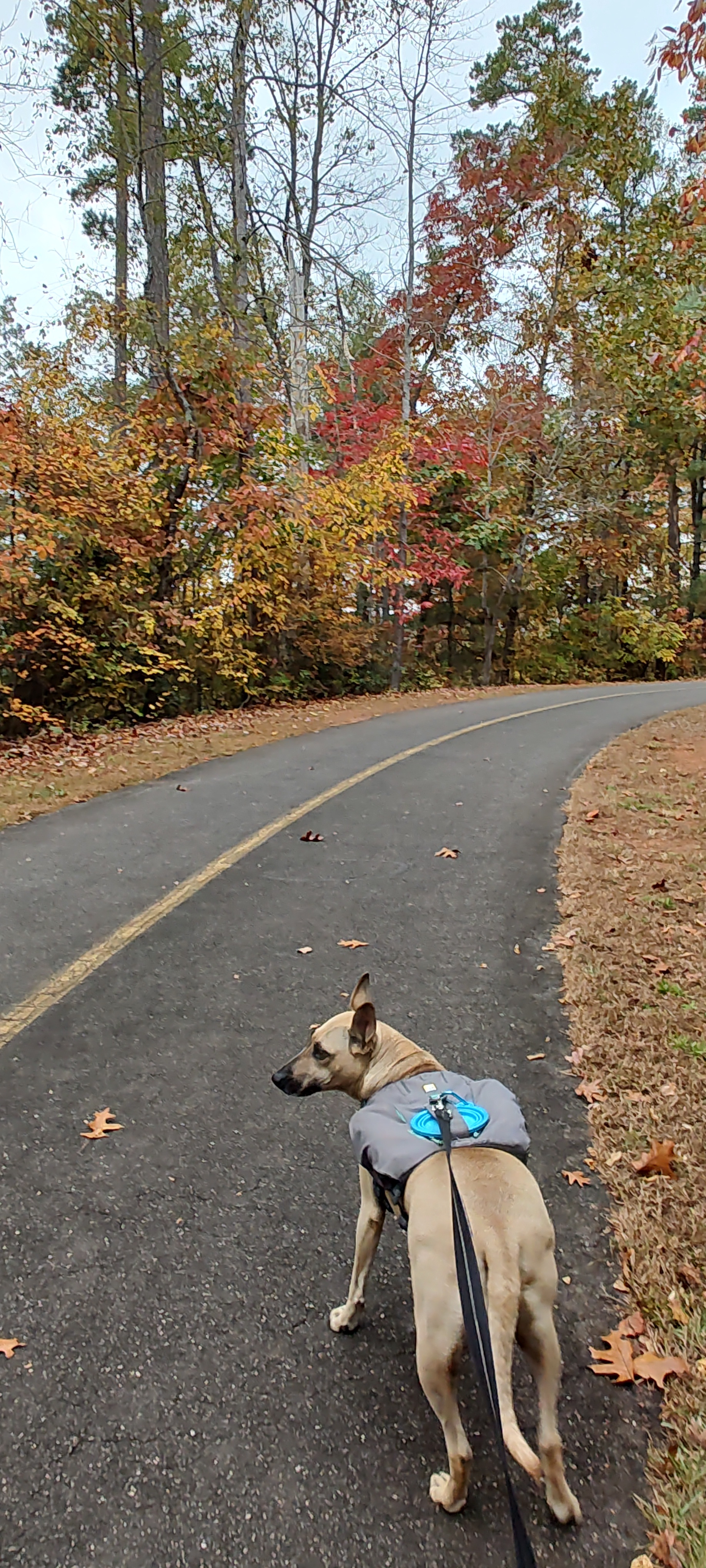 Nature's Canvas: A Walking Trail Aglow with Fall Colors