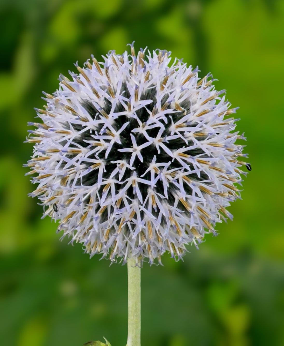 A Beautiful Bloom