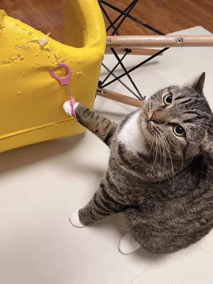 10/10 Would Definitely Scratch Again!