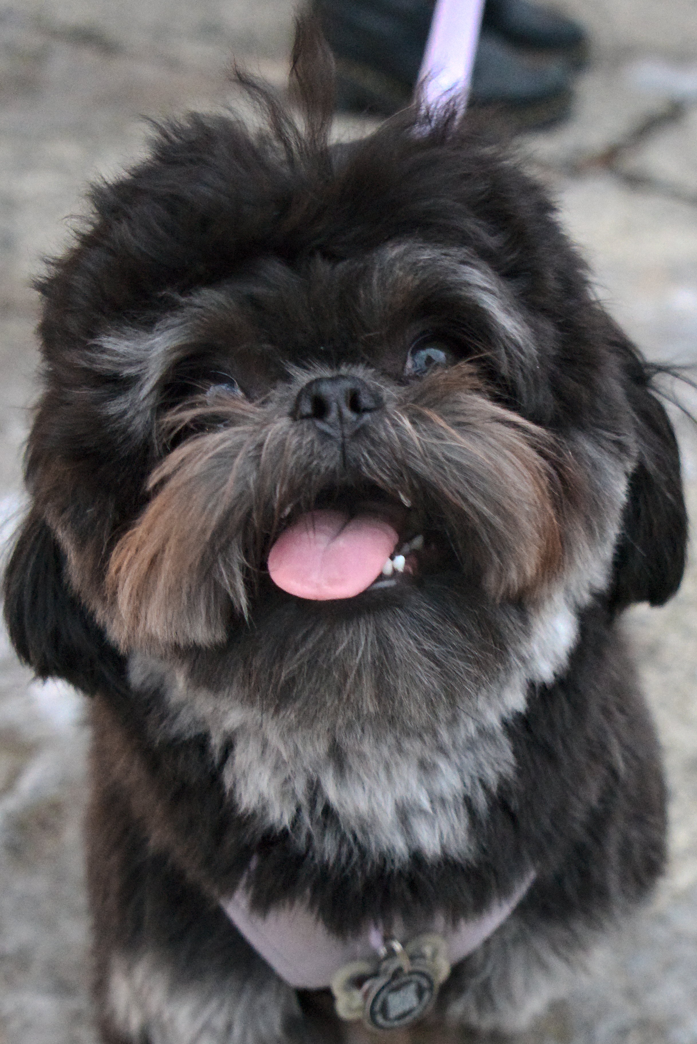 Meet Nero the Shih Tzu: The Cutest Companion