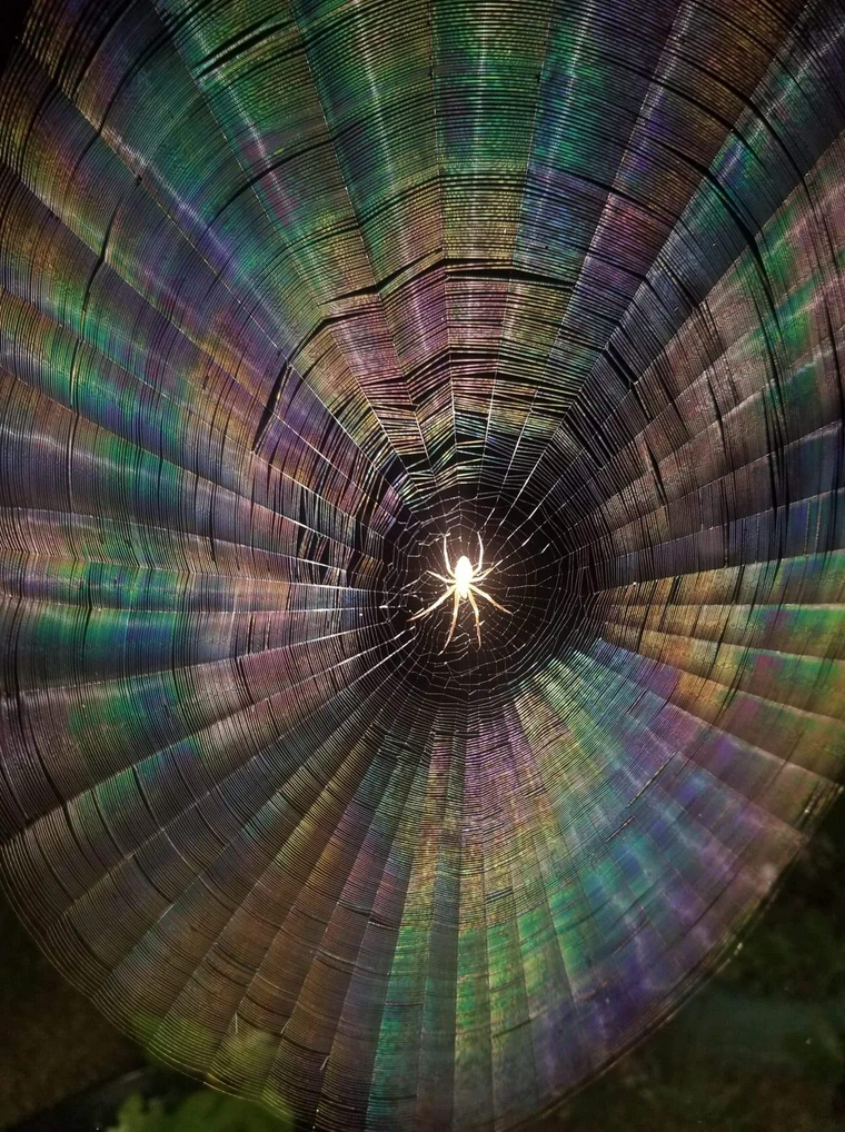 Meet the Arachnitect: A Spider's Masterpiece