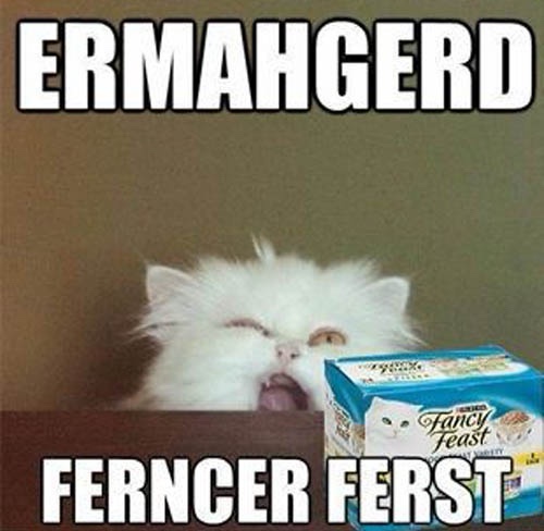 The endless saga of our feline friends