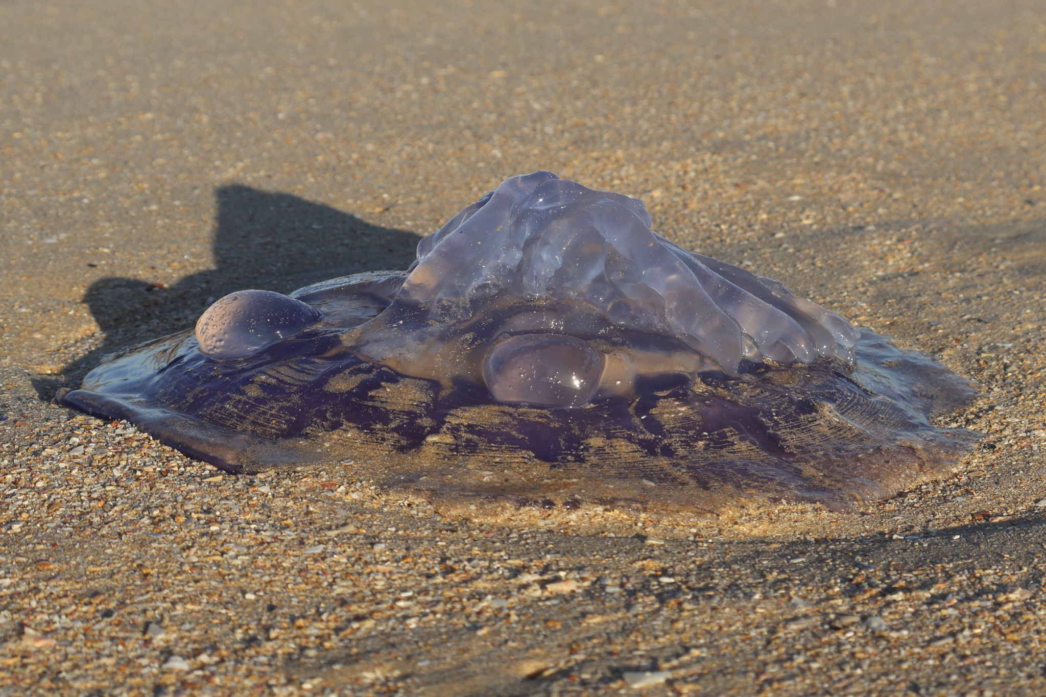 Jellyfish Stranded on the Shore