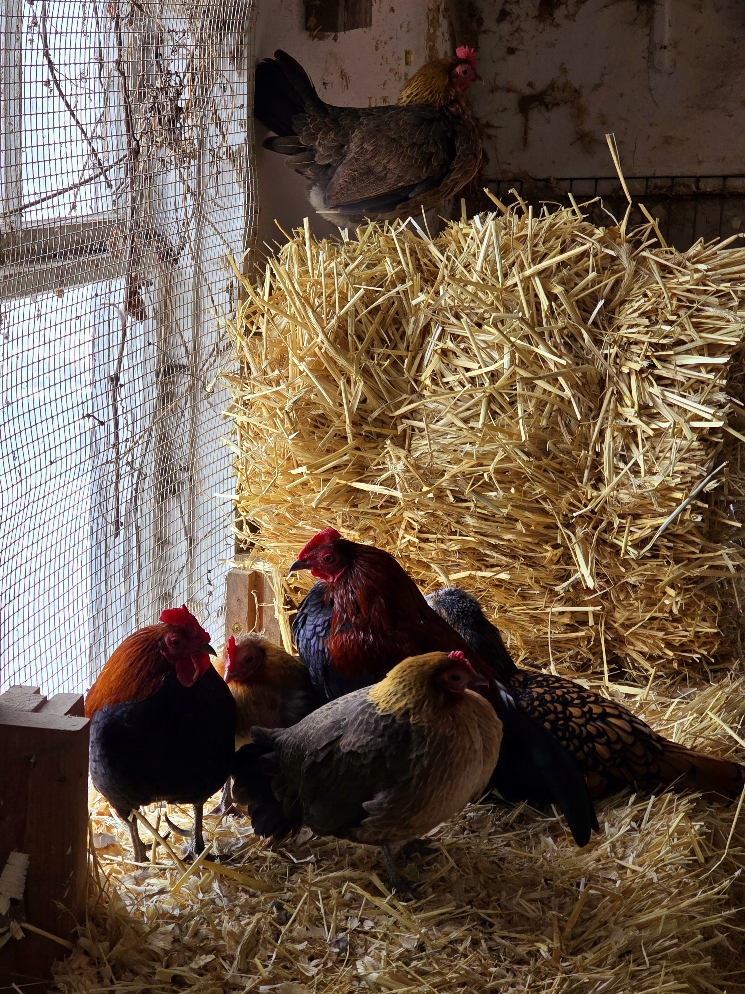 The Charming Bantam Flock