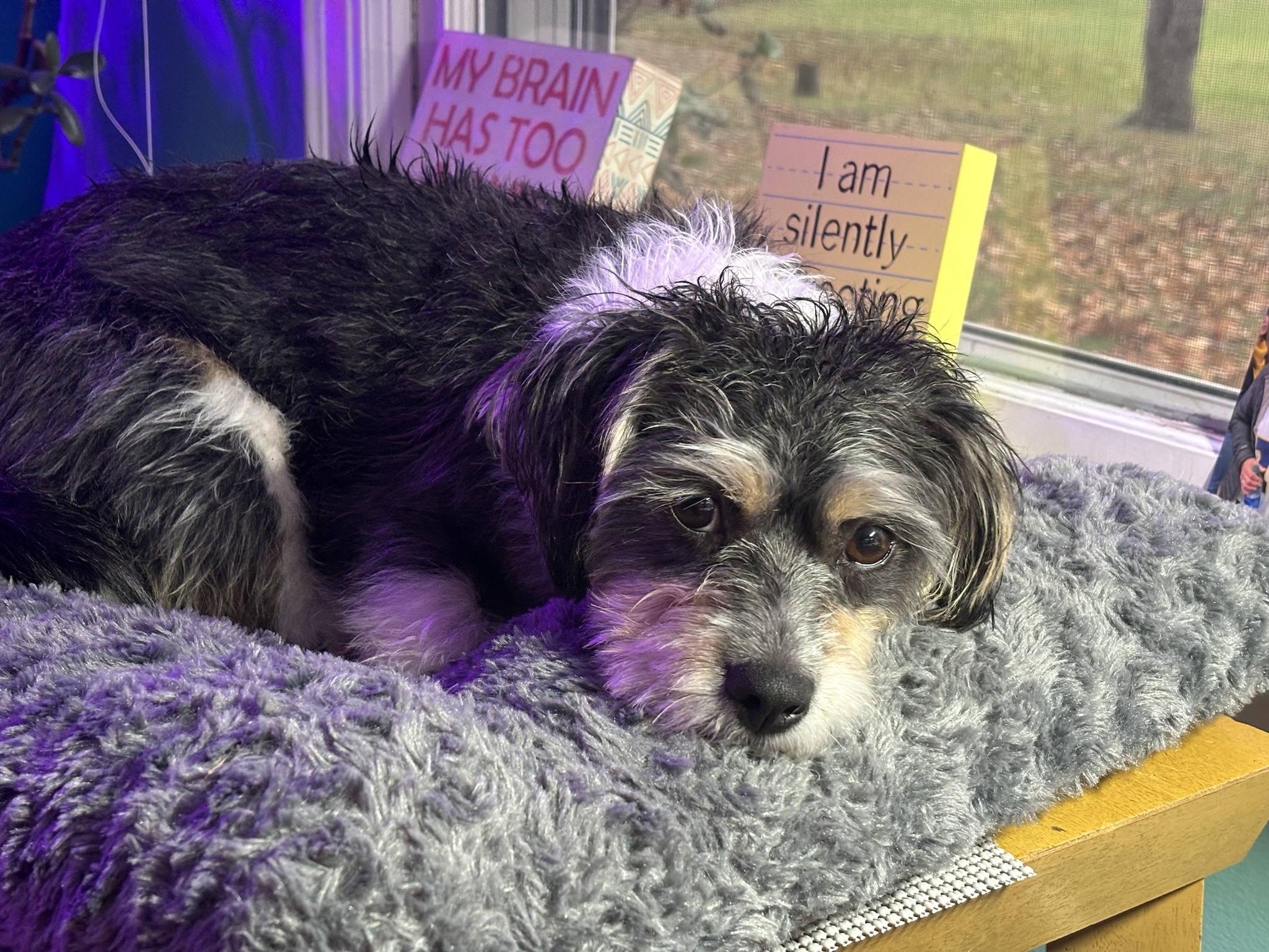 Post-Rainy Walk: Wet but Happy Pup!