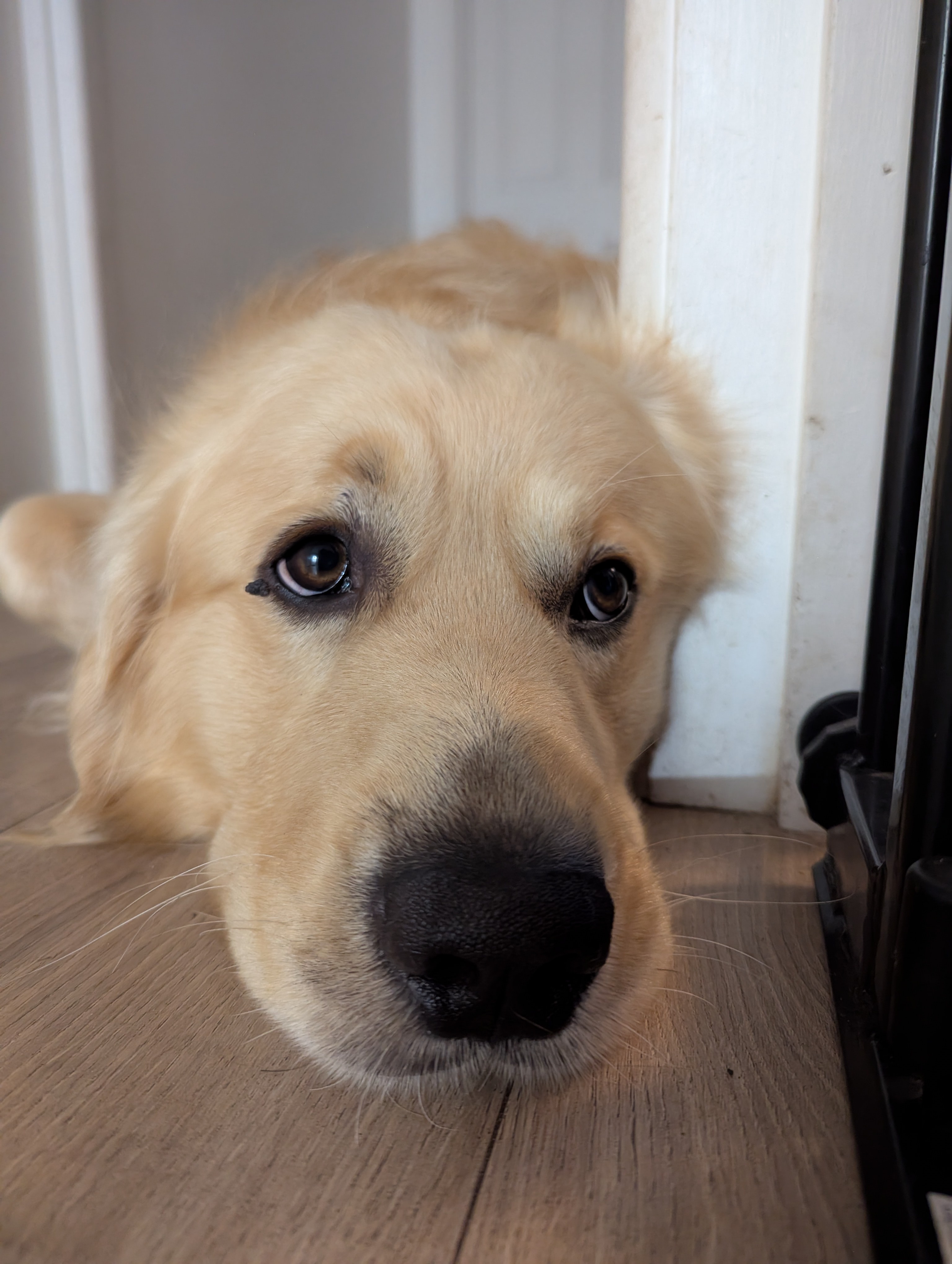 Sweet Dreams of a Good Boy with Headpats