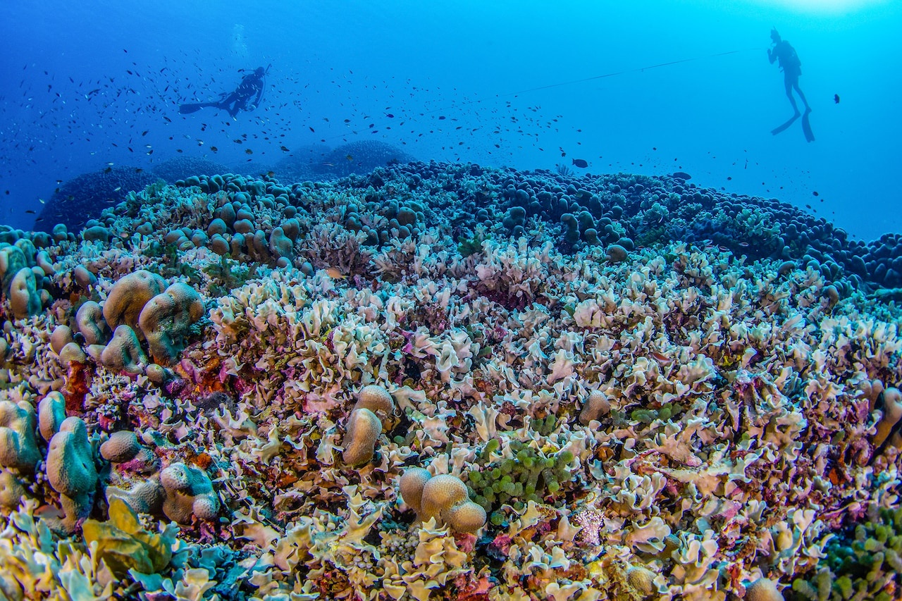 Scientists Unveil the World's Largest Coral Reef Visible from Space