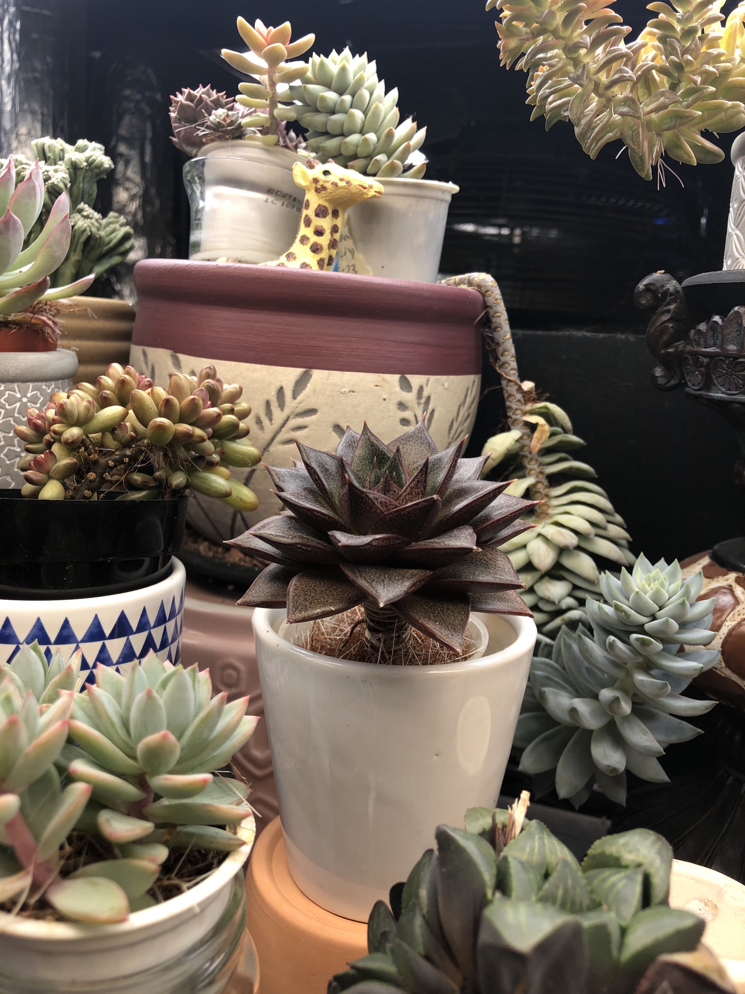 Spotlight on Echeveria Dionysos: The Star of the Show