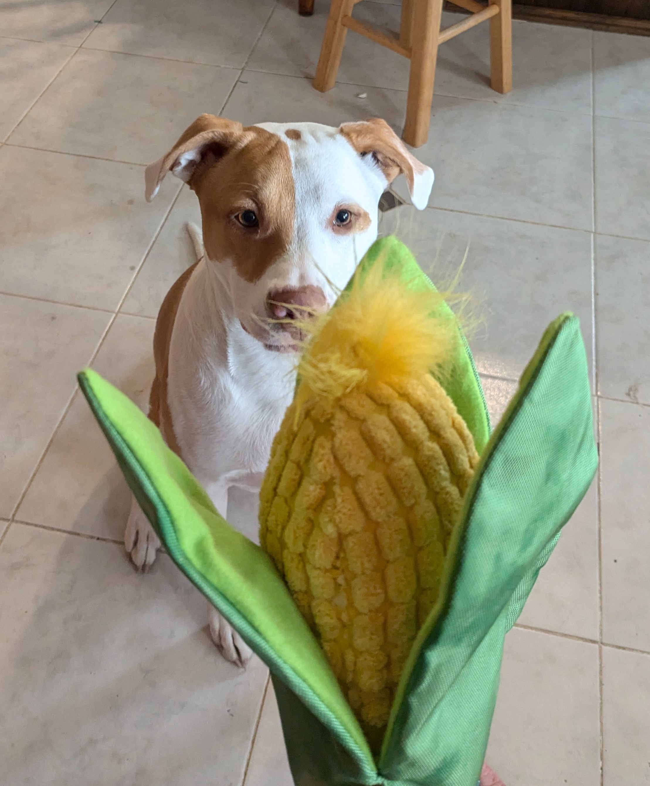 Bruce just got a brand new toy!