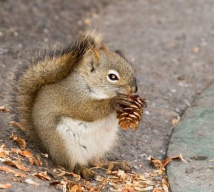 Just a Squirrel Being a Squirrel