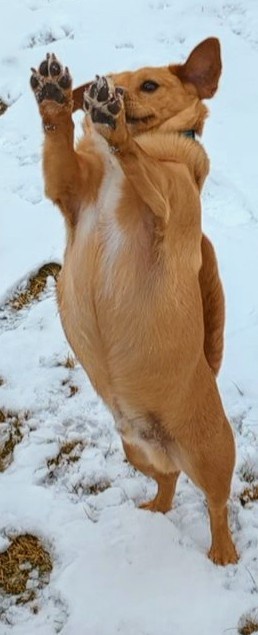 Gimli Pup Enjoys a Magical Snow Day