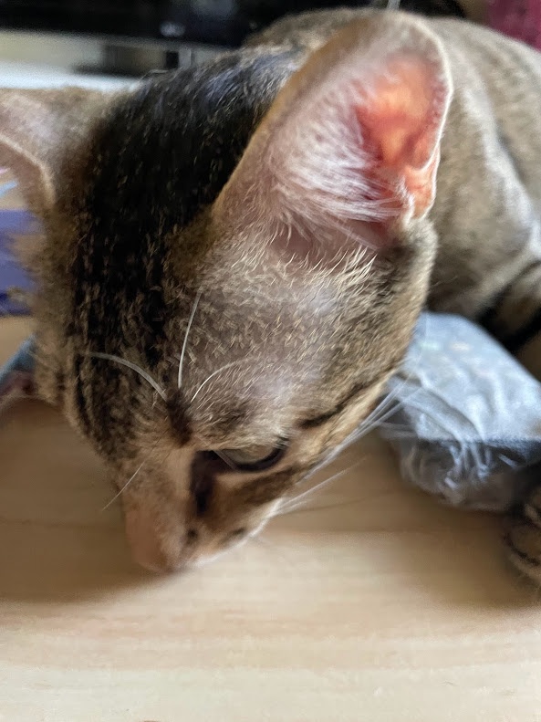 Another cat moment to brighten your day!