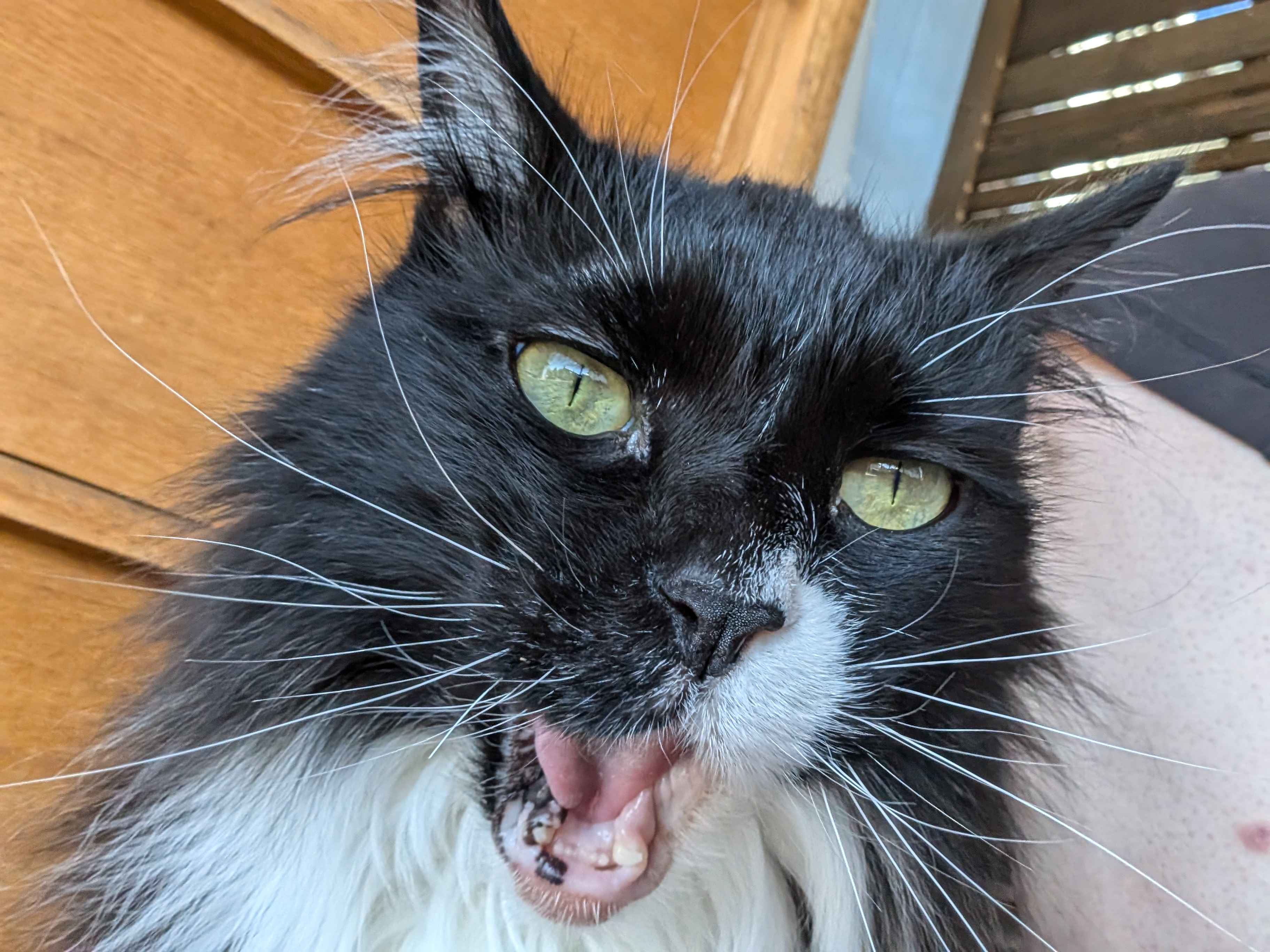 Murder-Mittens is demanding a snackrifice right now!