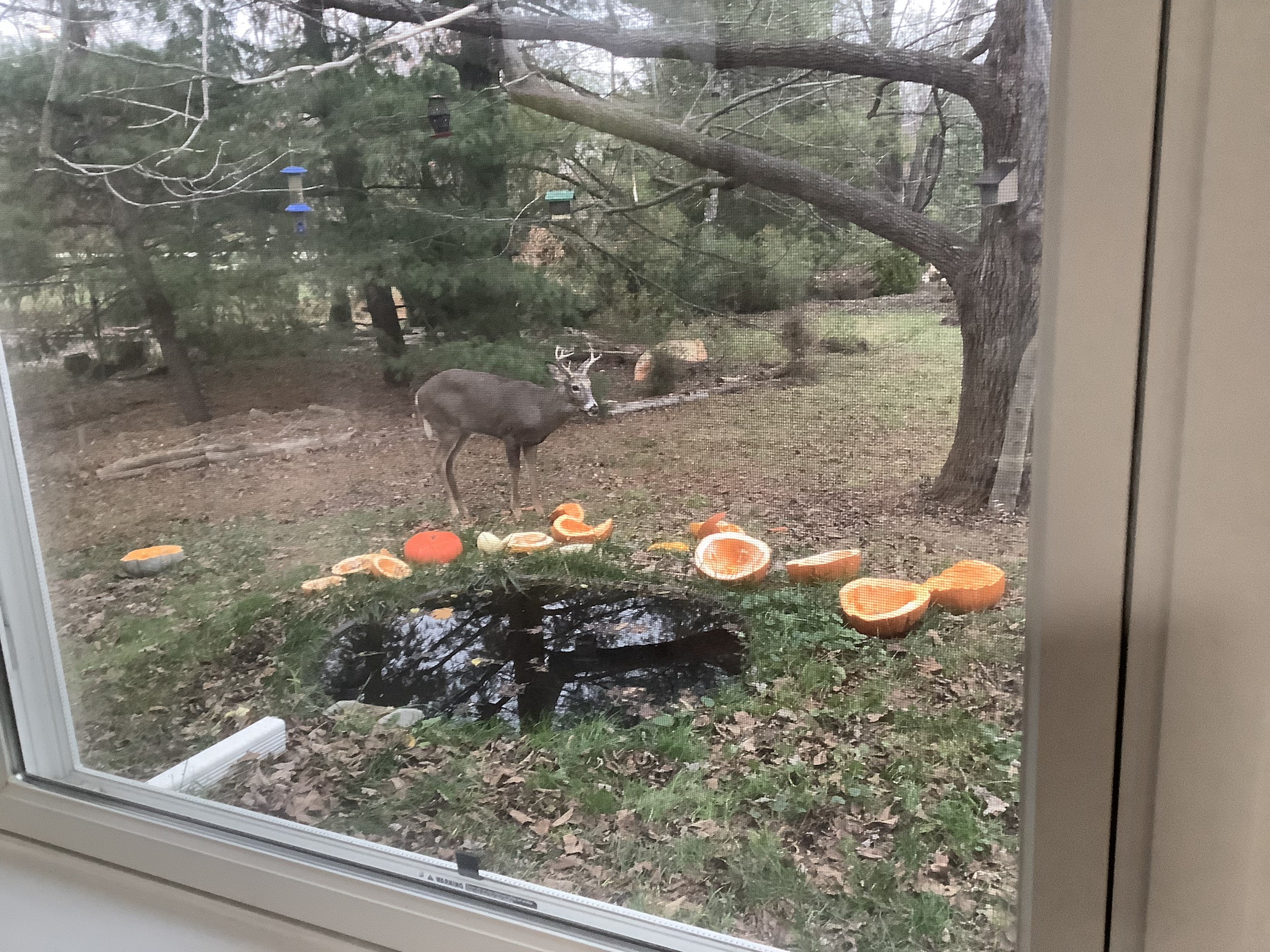 Buck's Pumpkin Delight: November 27, 2024