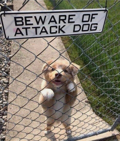 Caution: Dog on Duty!