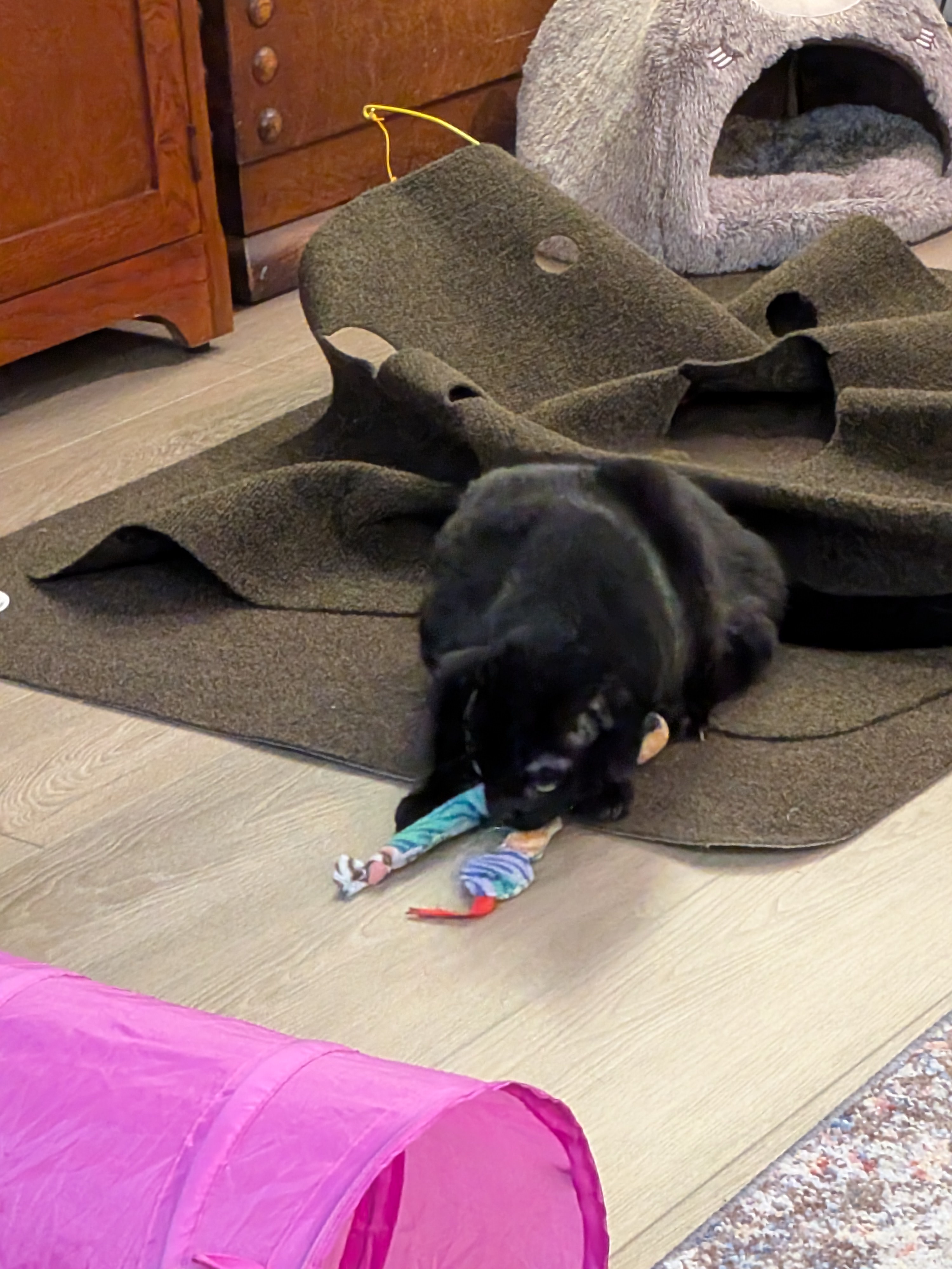 Splunk Having Fun with Smudge's Snake