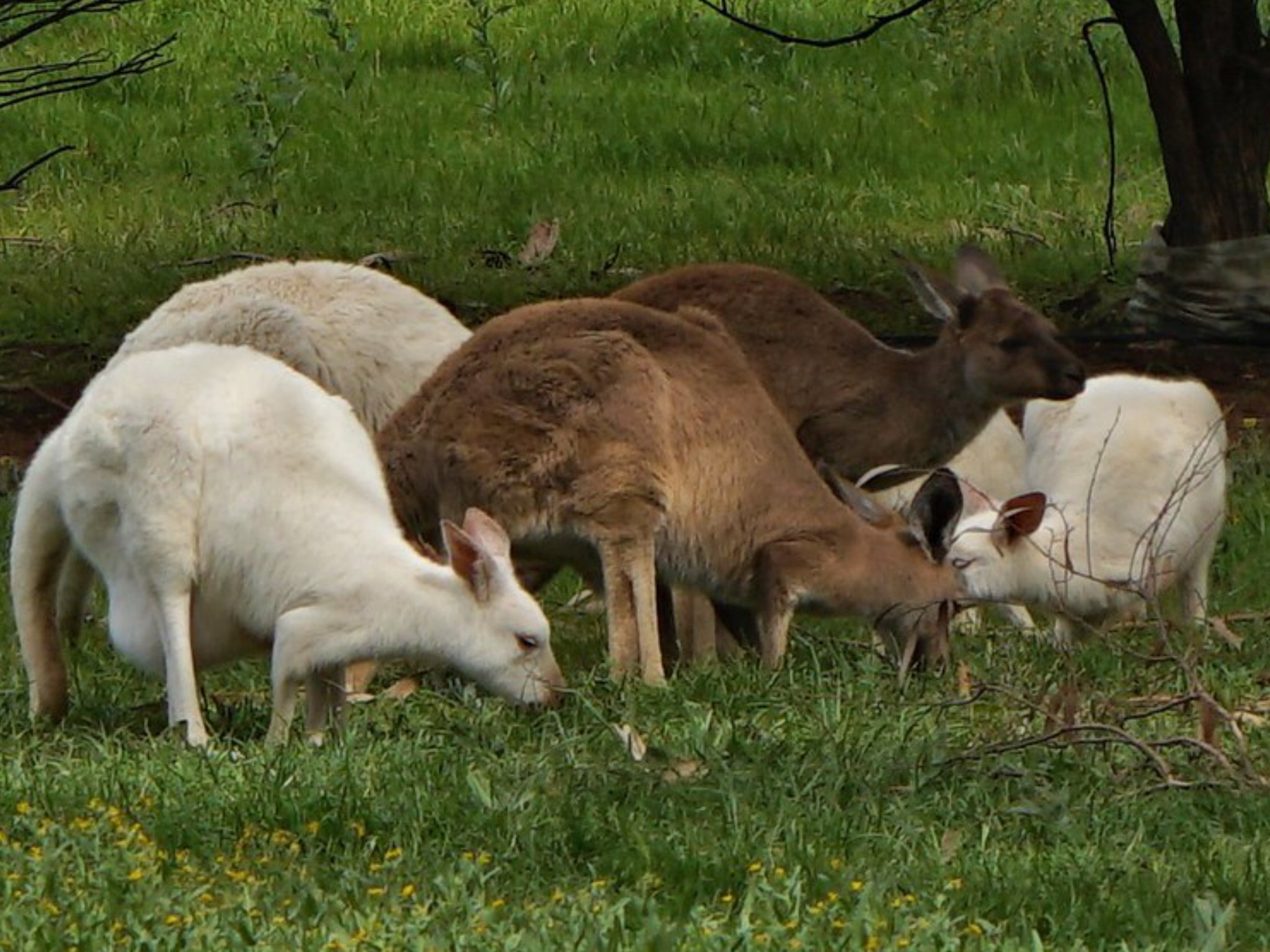 The Fascinating World of Kangaroos