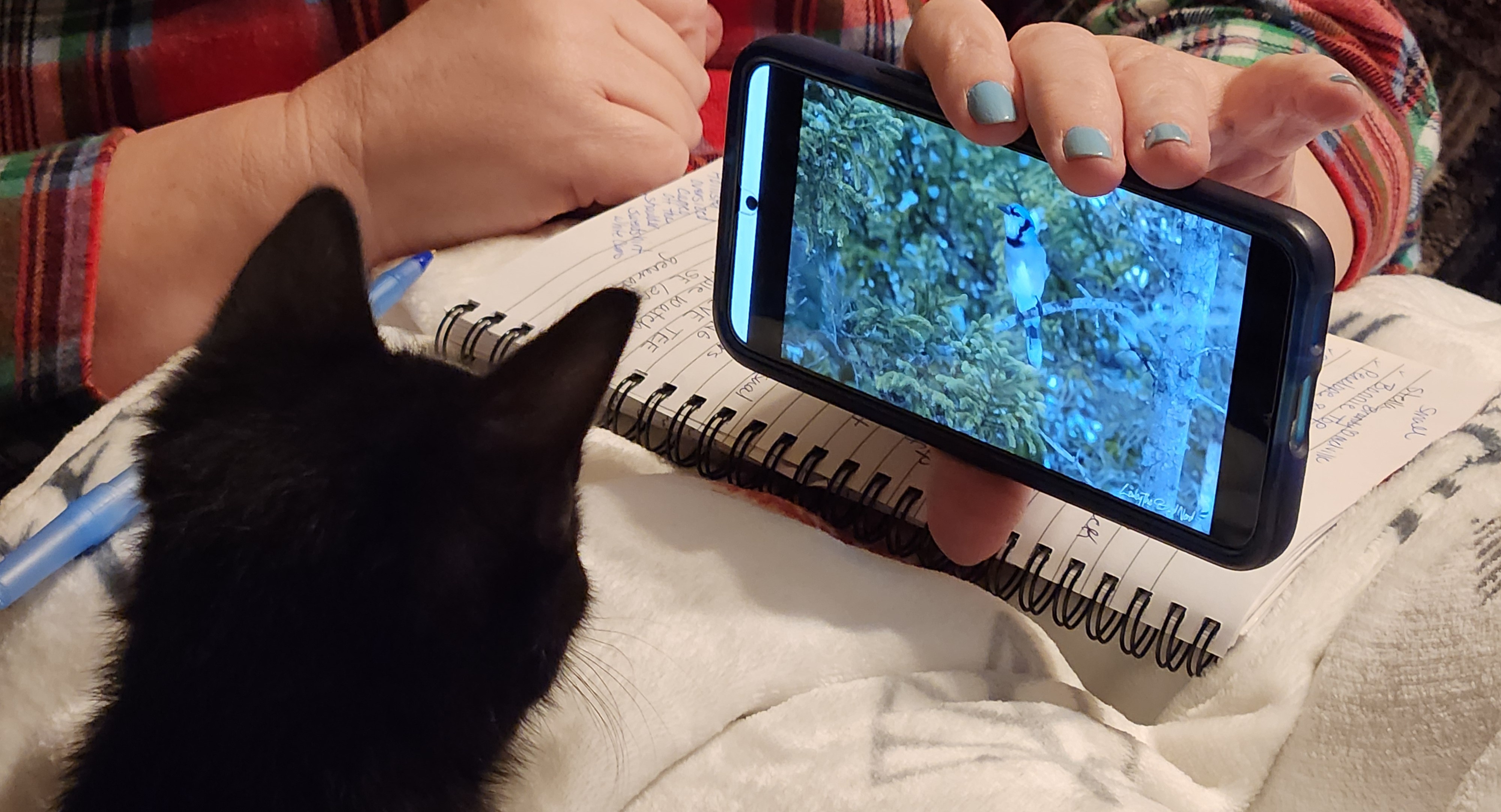 Birdwatching Basics: Welcome to Birds 101