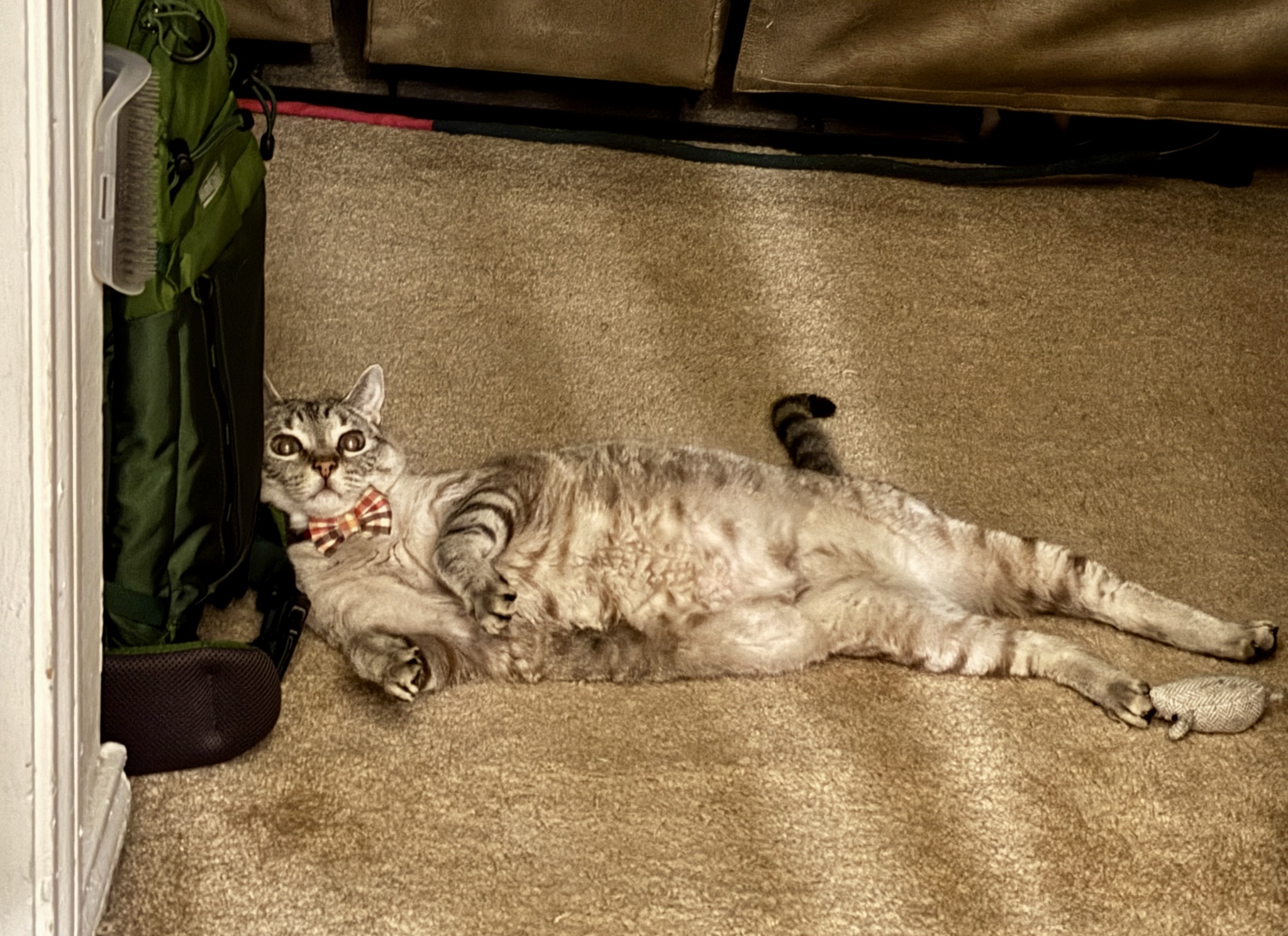 A well-deserved break: Relaxing after a playful chase with his toy mouse