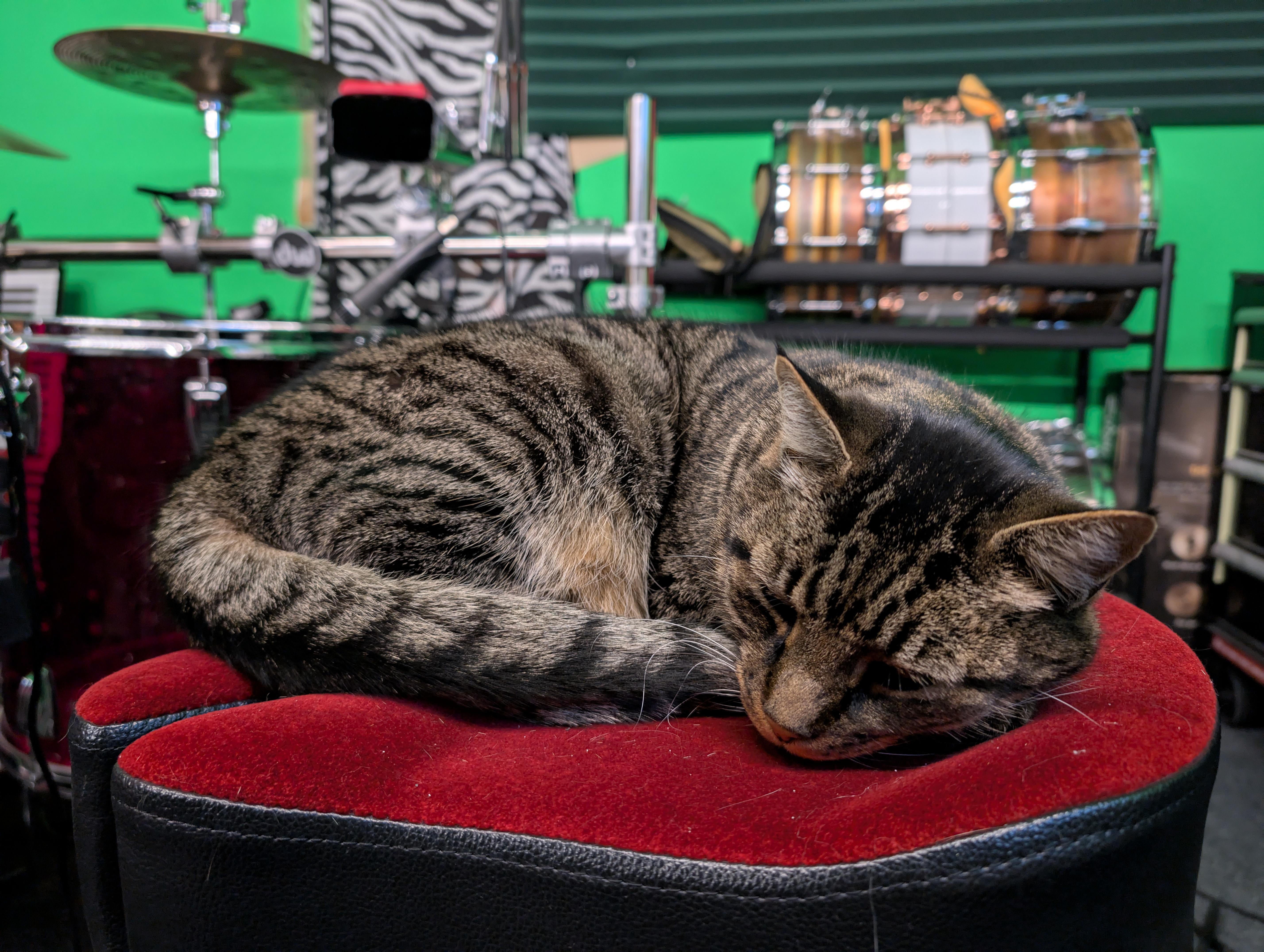 Meet the Standard Issue Cat: The Ultimate Feline Companion