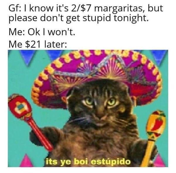 Introducing El Gato: The Cat with a Story