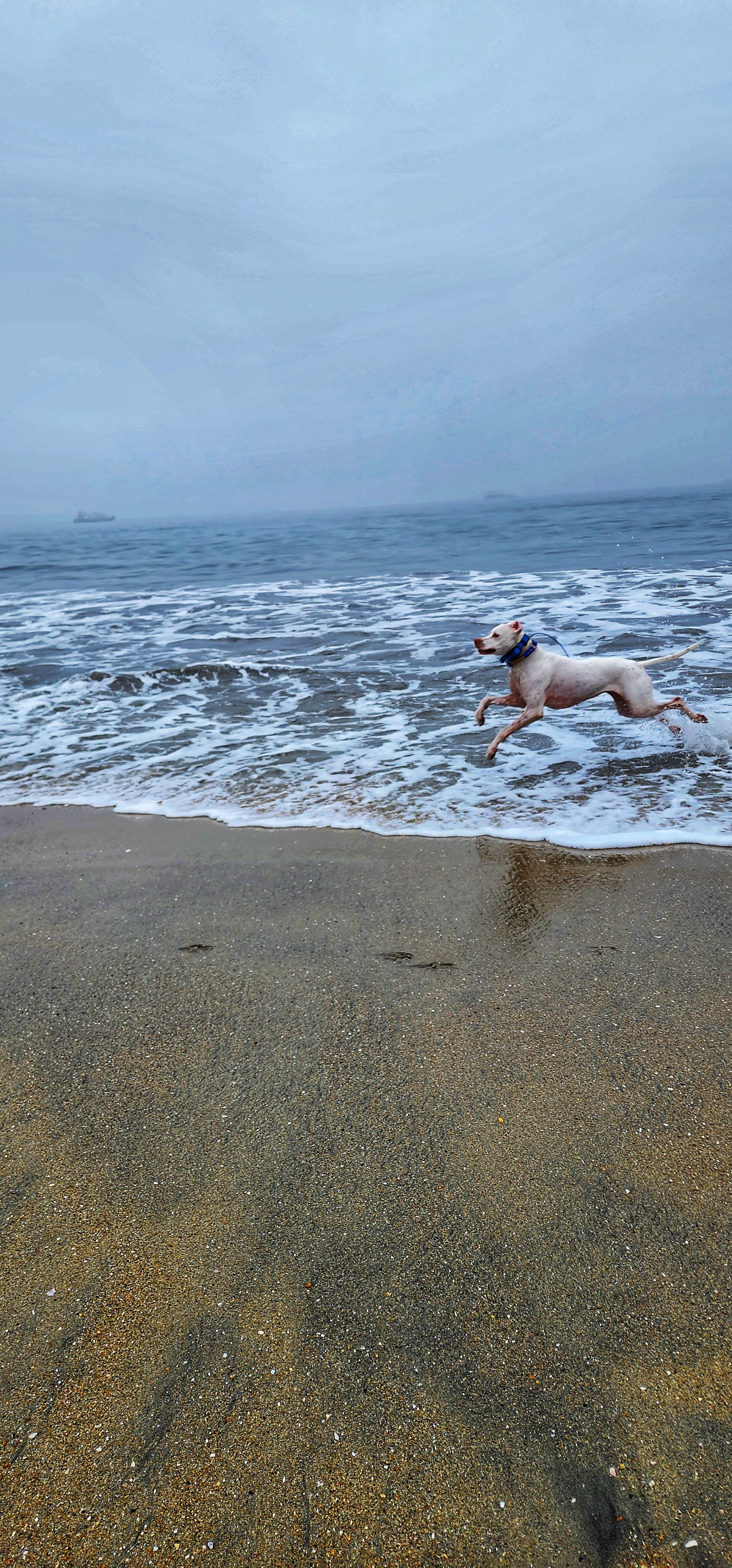 Merry Christmas from the beautiful Longbeach Dog Beach in California!