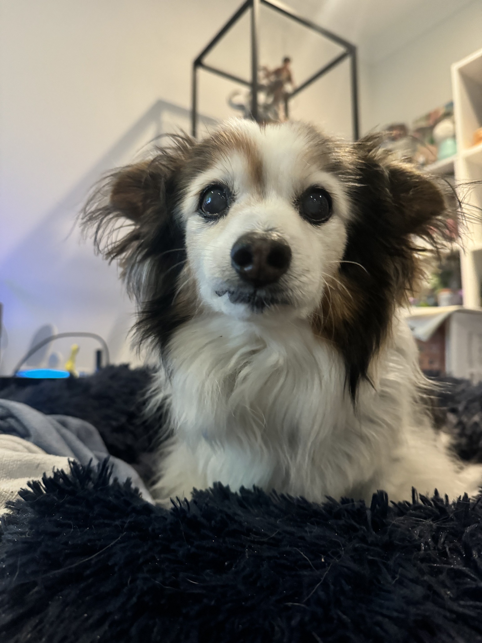 Daily Panko: A Snapshot of My Adorable Dog