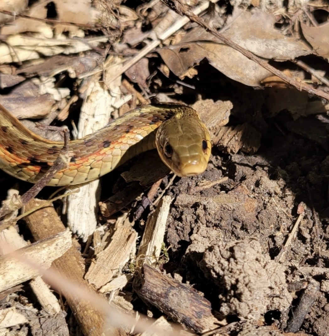 Meet My Slithery Friends: The Ssssnake Crew