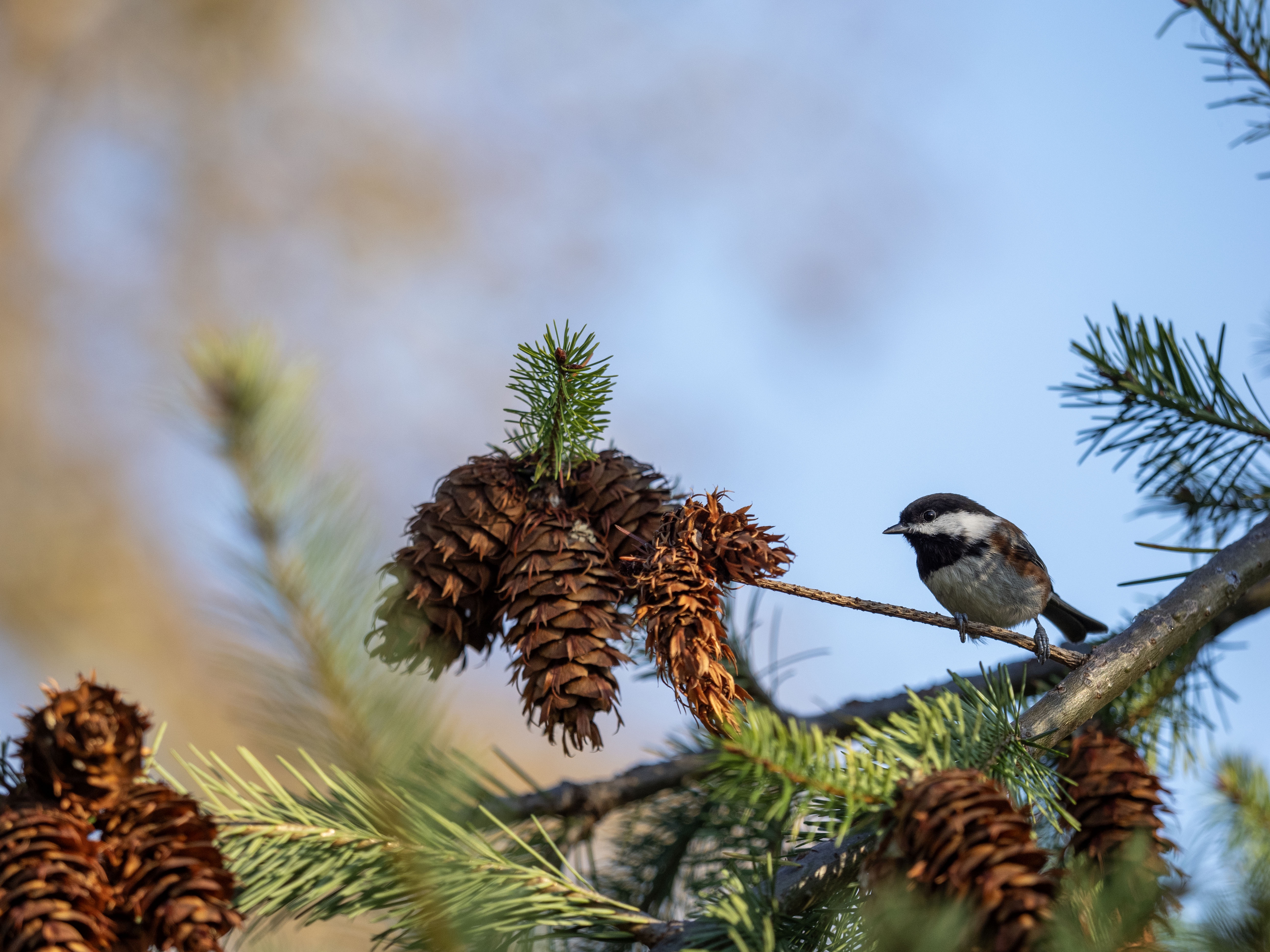 Spotting a Chestnut-Backed Chickadee in Olympia, WA
