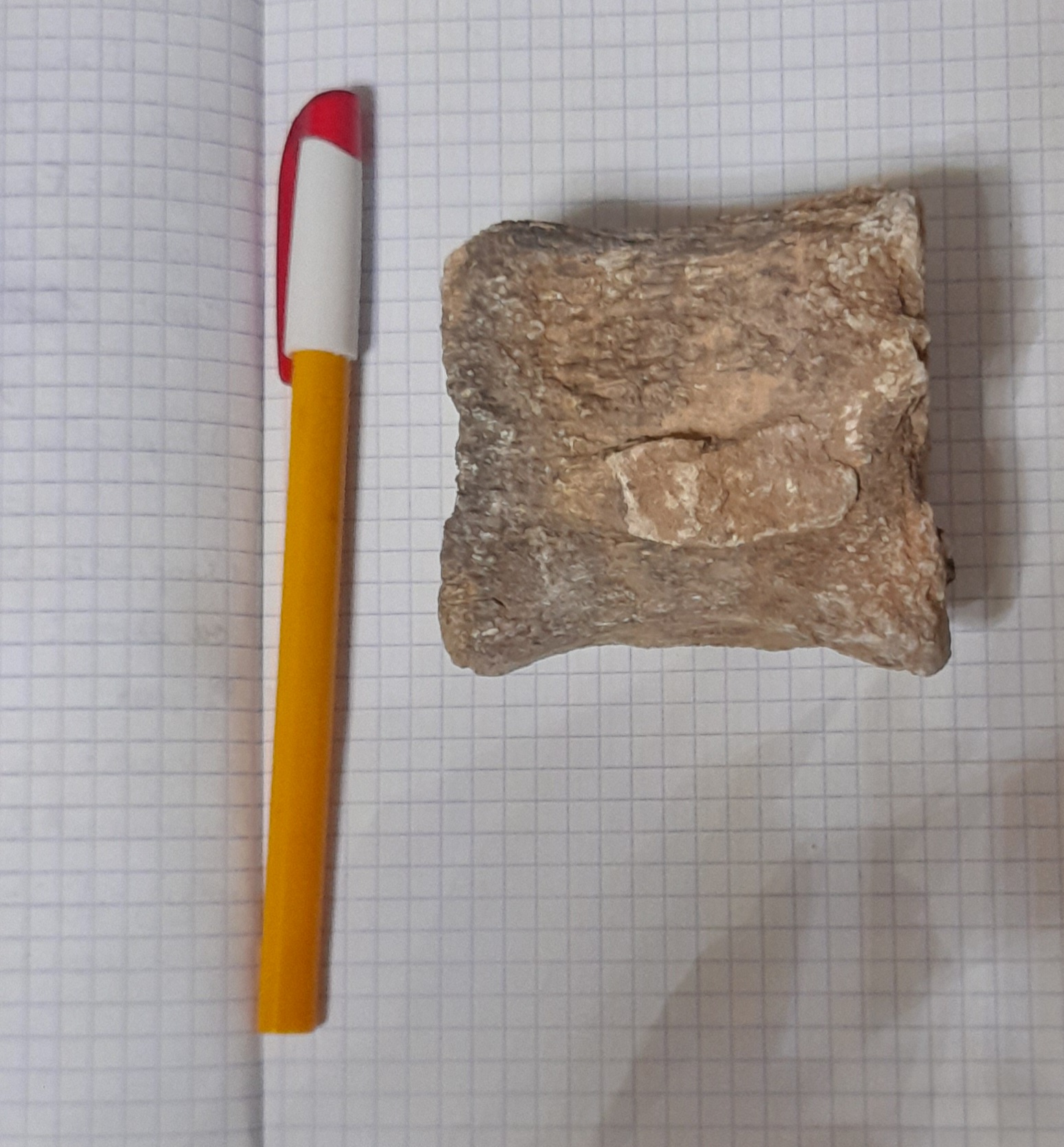 Seeking Your Expertise: Is This a Fossilized Bone? What Species and Age Could It Be?