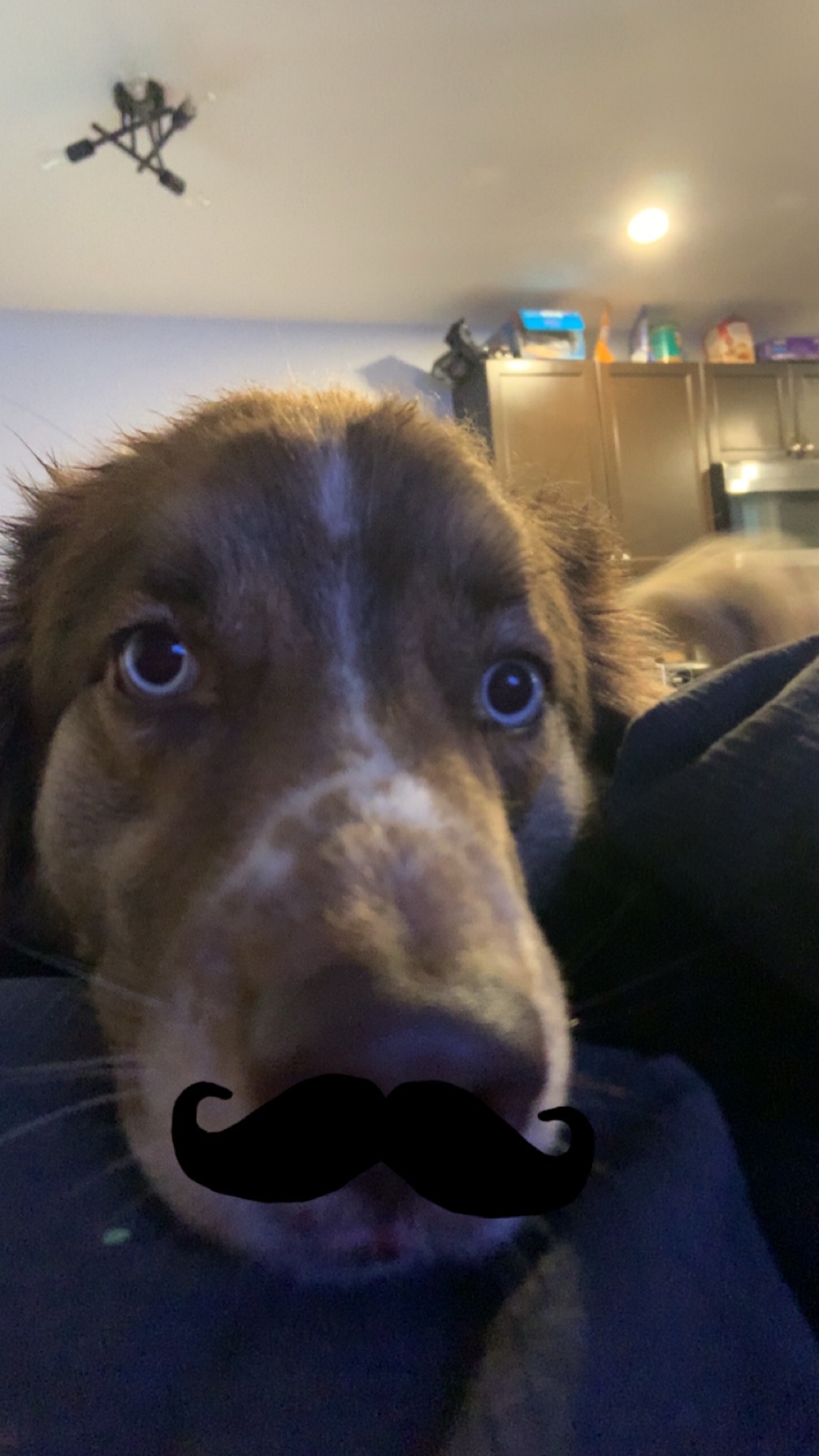 My Dog Has a Question for You: A Mustache Inquiry